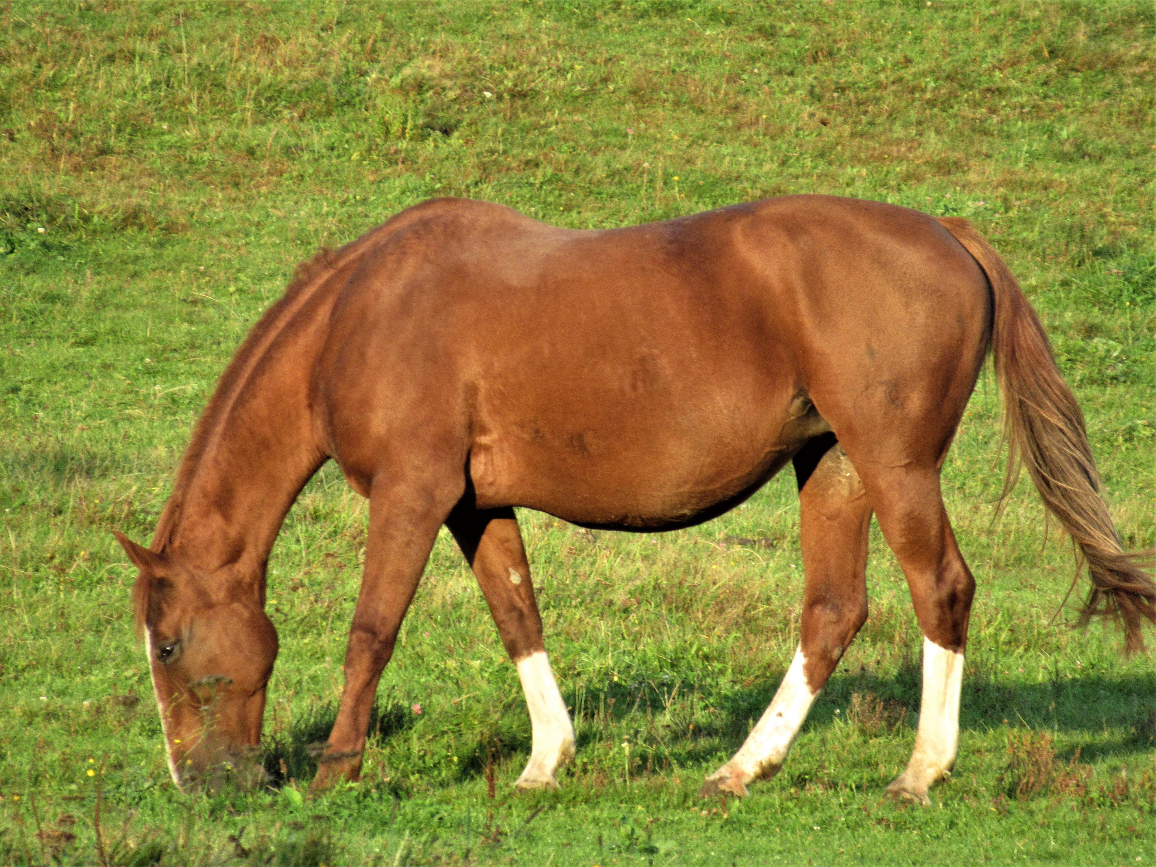 Jezdecký klub ADAM foto 5