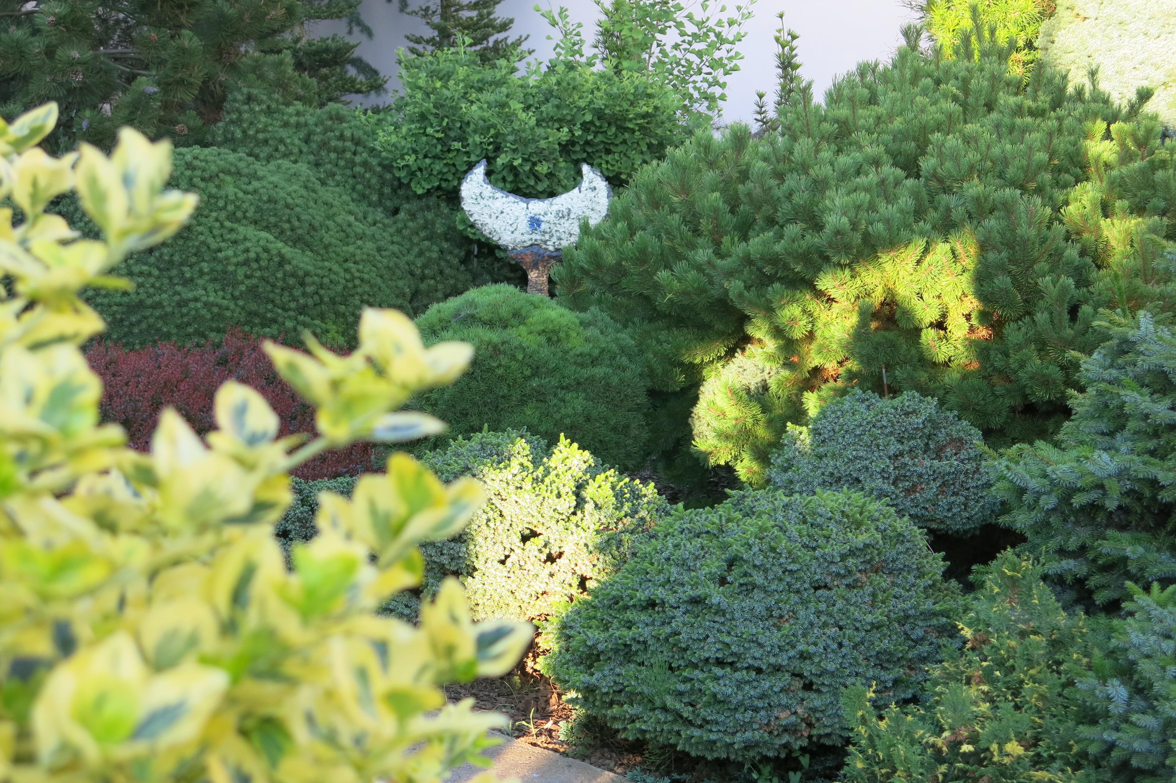 Okrasné dřeviny Jalubí