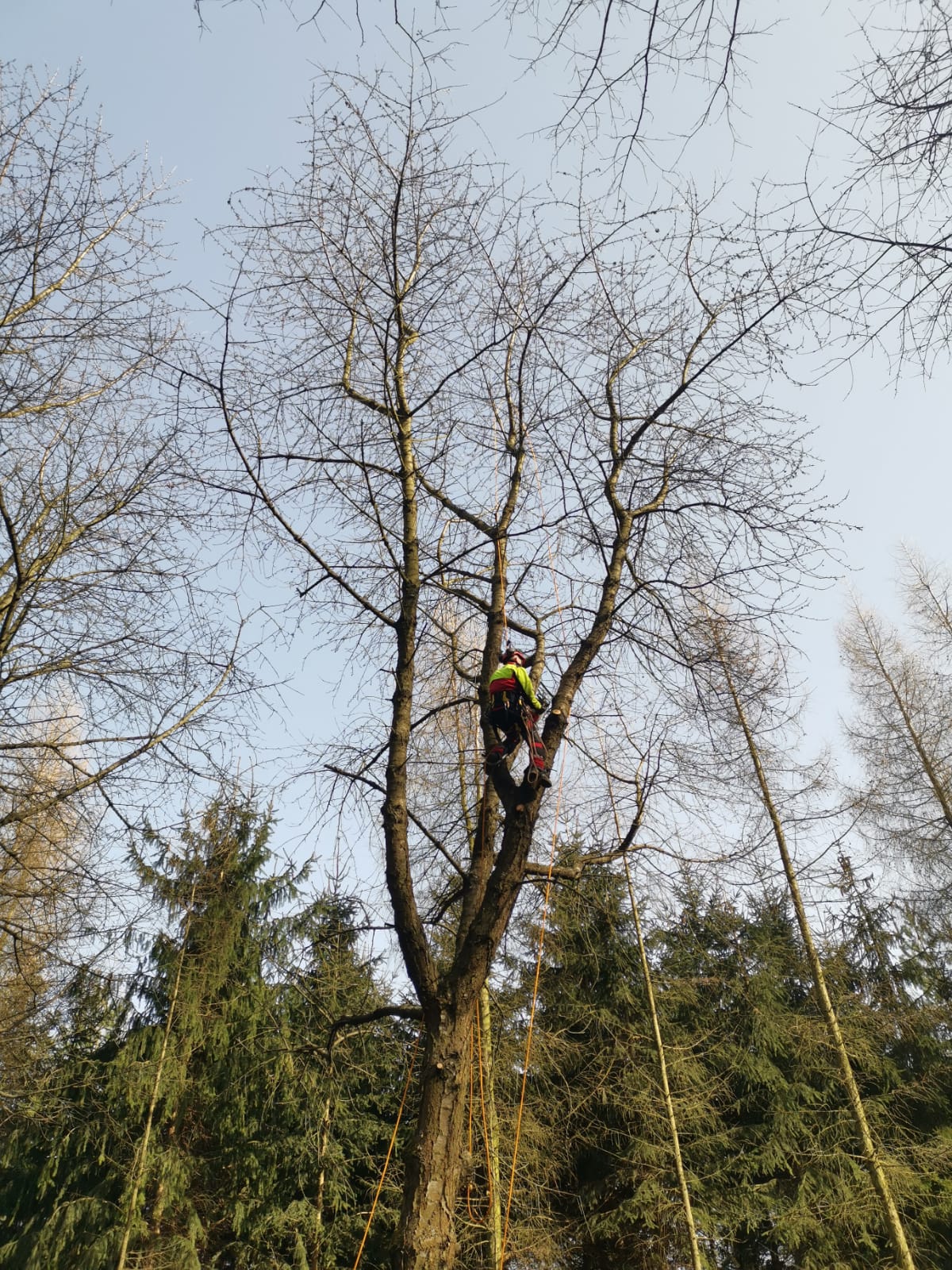 ArboSOS - Rizikové kácení stromu a výškové práce foto 5