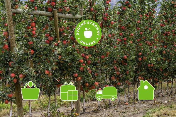 Ovocne Stromky Online (tmavě červená, červená šťavnatá, Středně raná) Ovocne Stromky Online