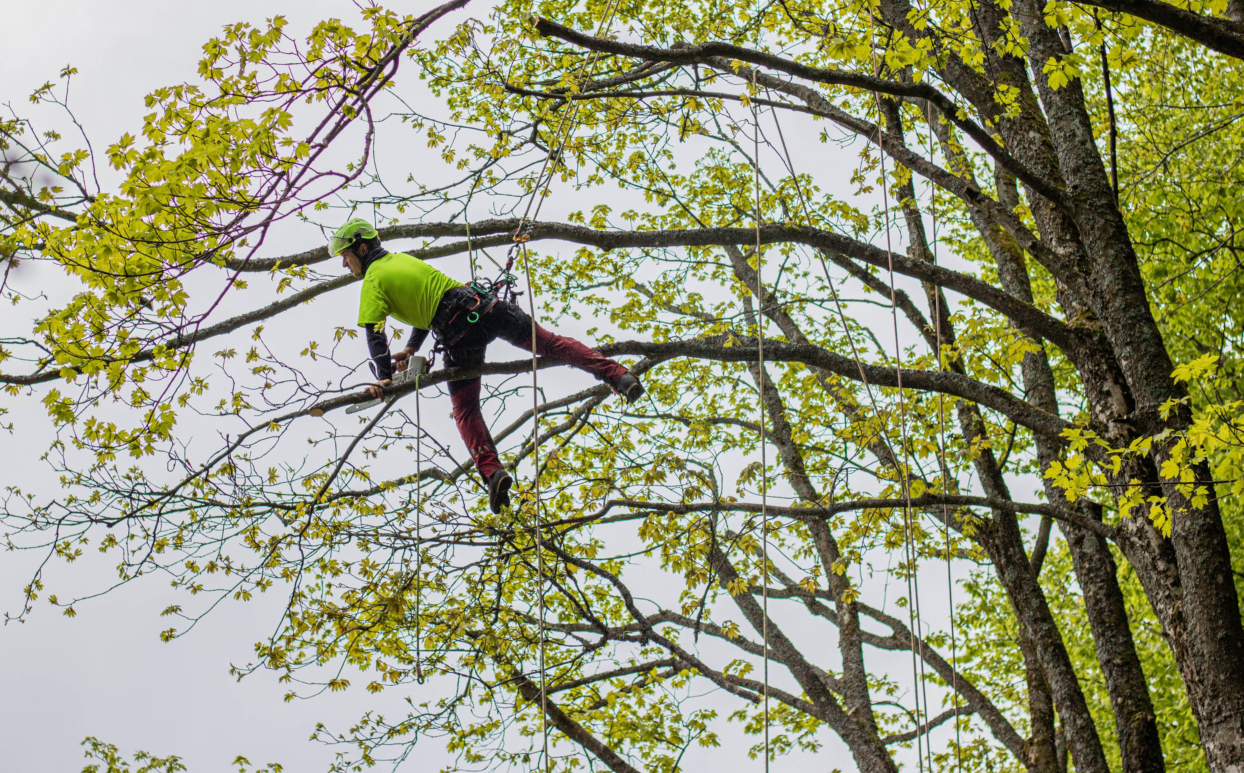 Tomáš Votava - arborista foto 4