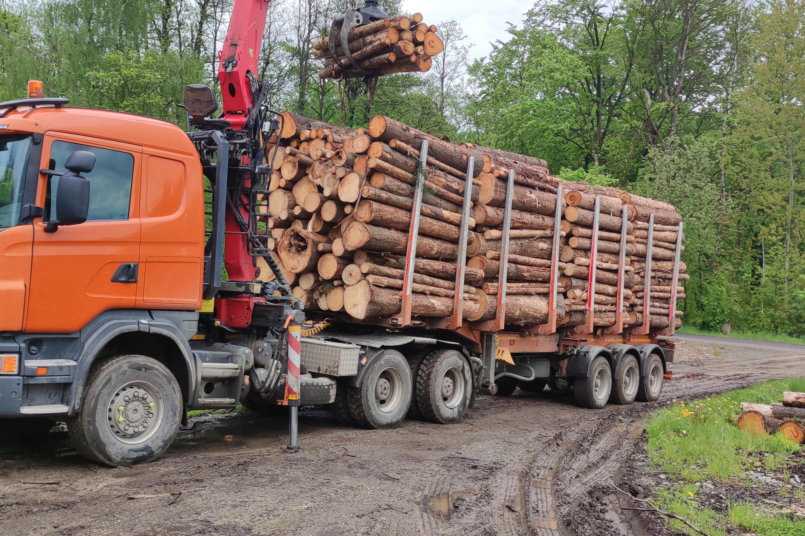 Pavel Neugebauer - Orlické dřevo foto 1