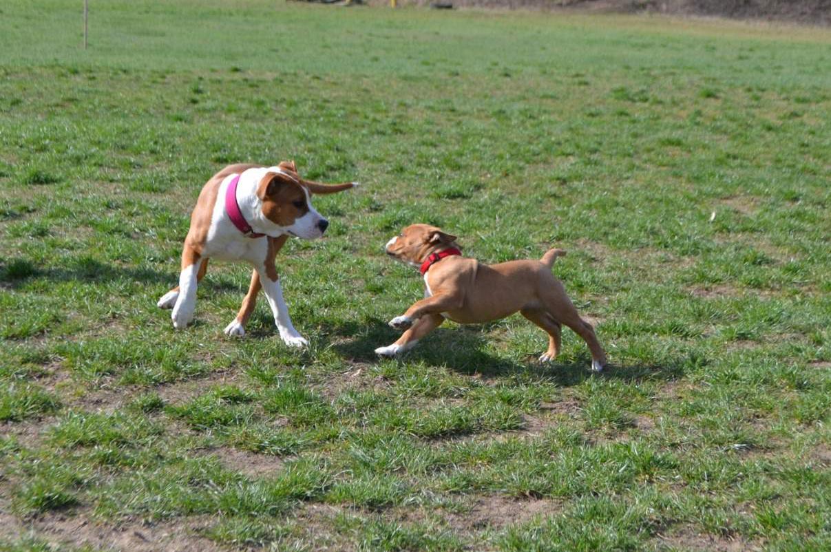 Hotel pro psy MK Thorvin