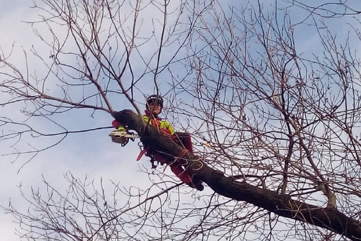 DREAMTREE - Tomáš Voves