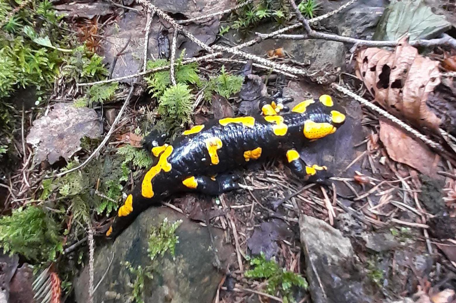 Záchranná stanice Velký Chlumec