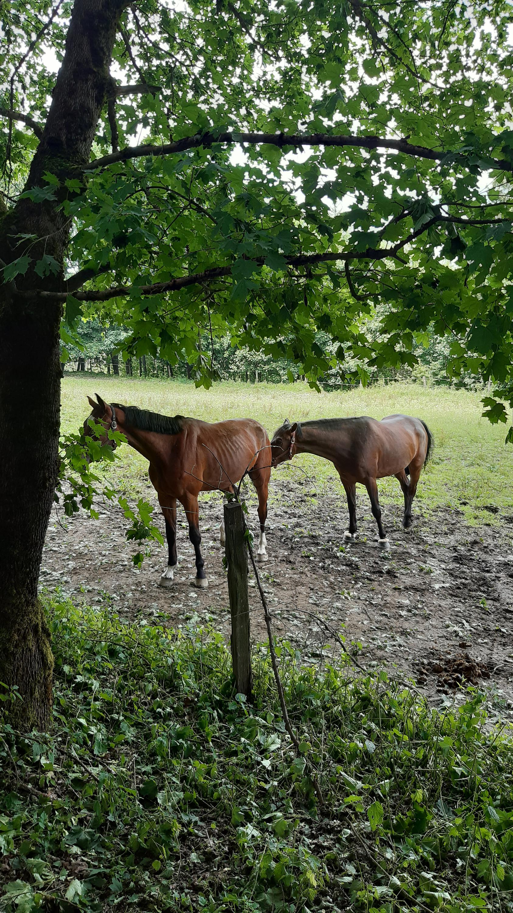 Jezdecký klub Mariánské Lázně, z. s. foto 2