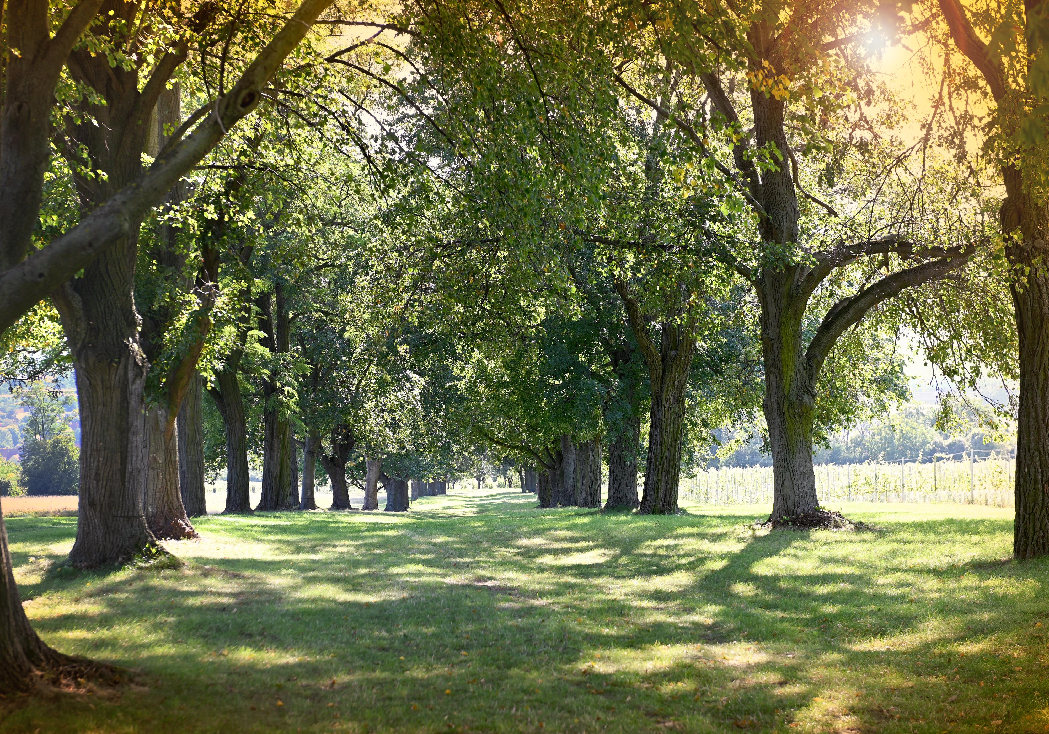 Vinný sklípek Blatnice foto 3