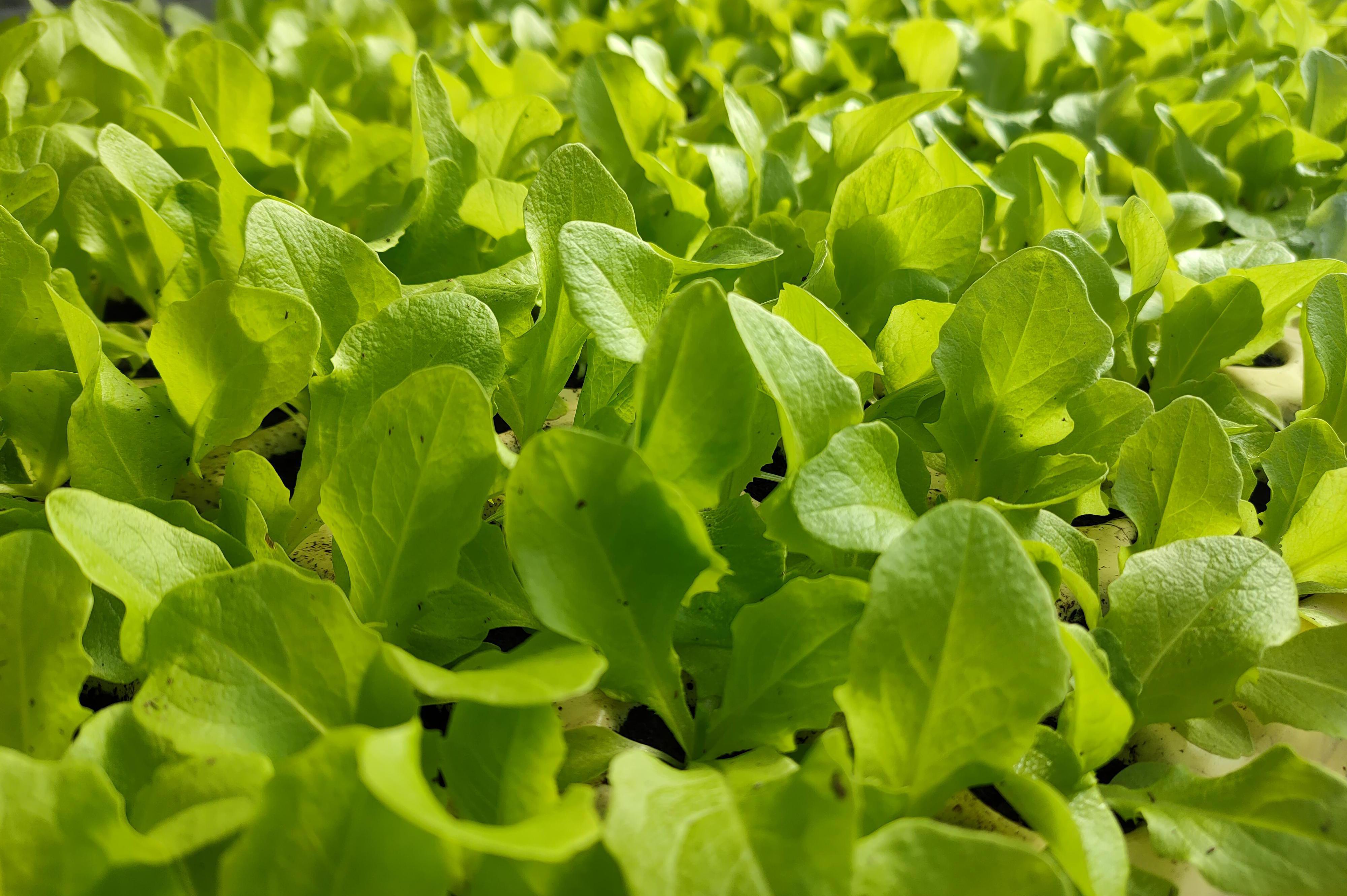 Zdeněk Kolmačka - zahradnictví