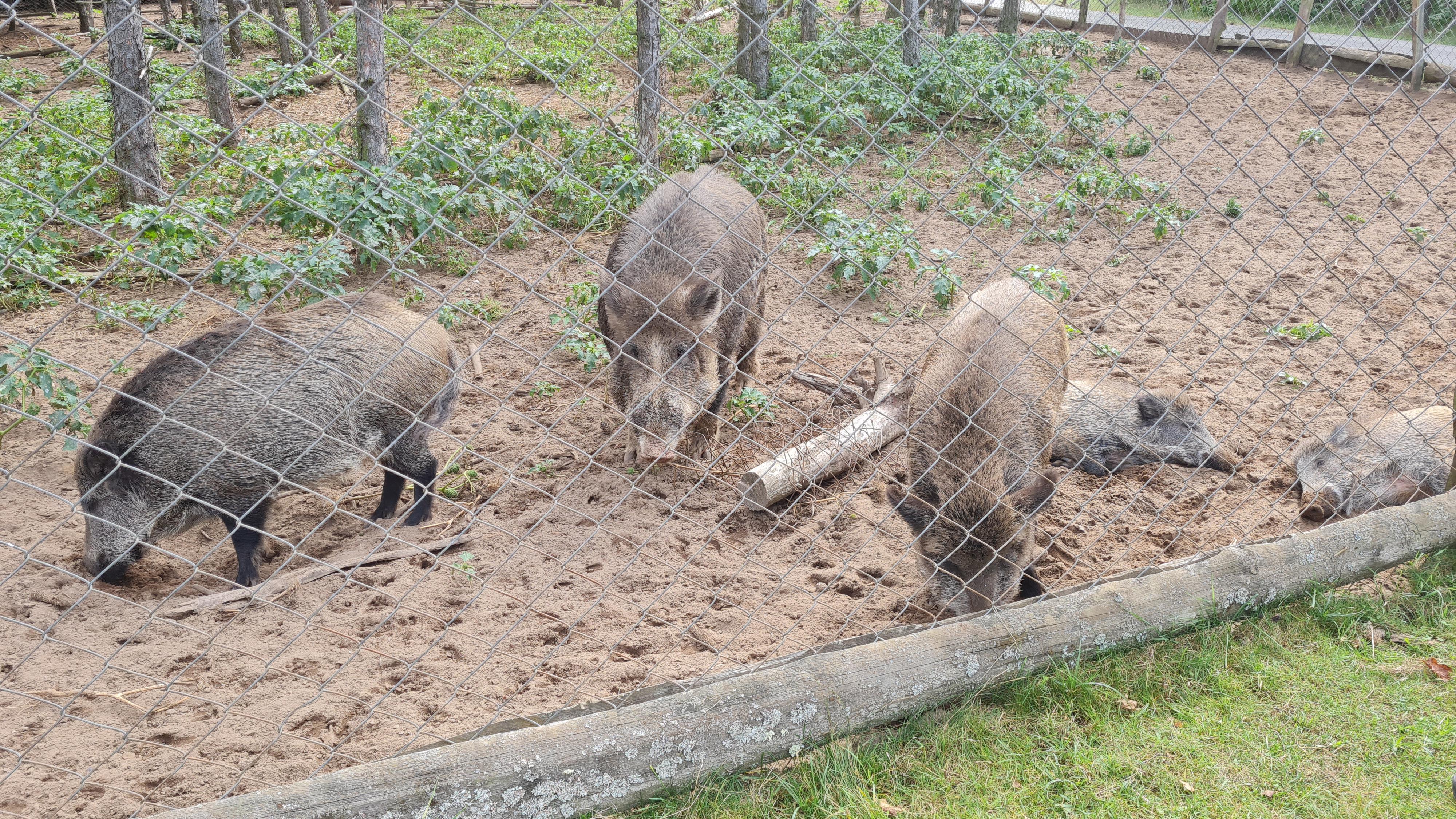 Hájenka Dúbravka foto 2