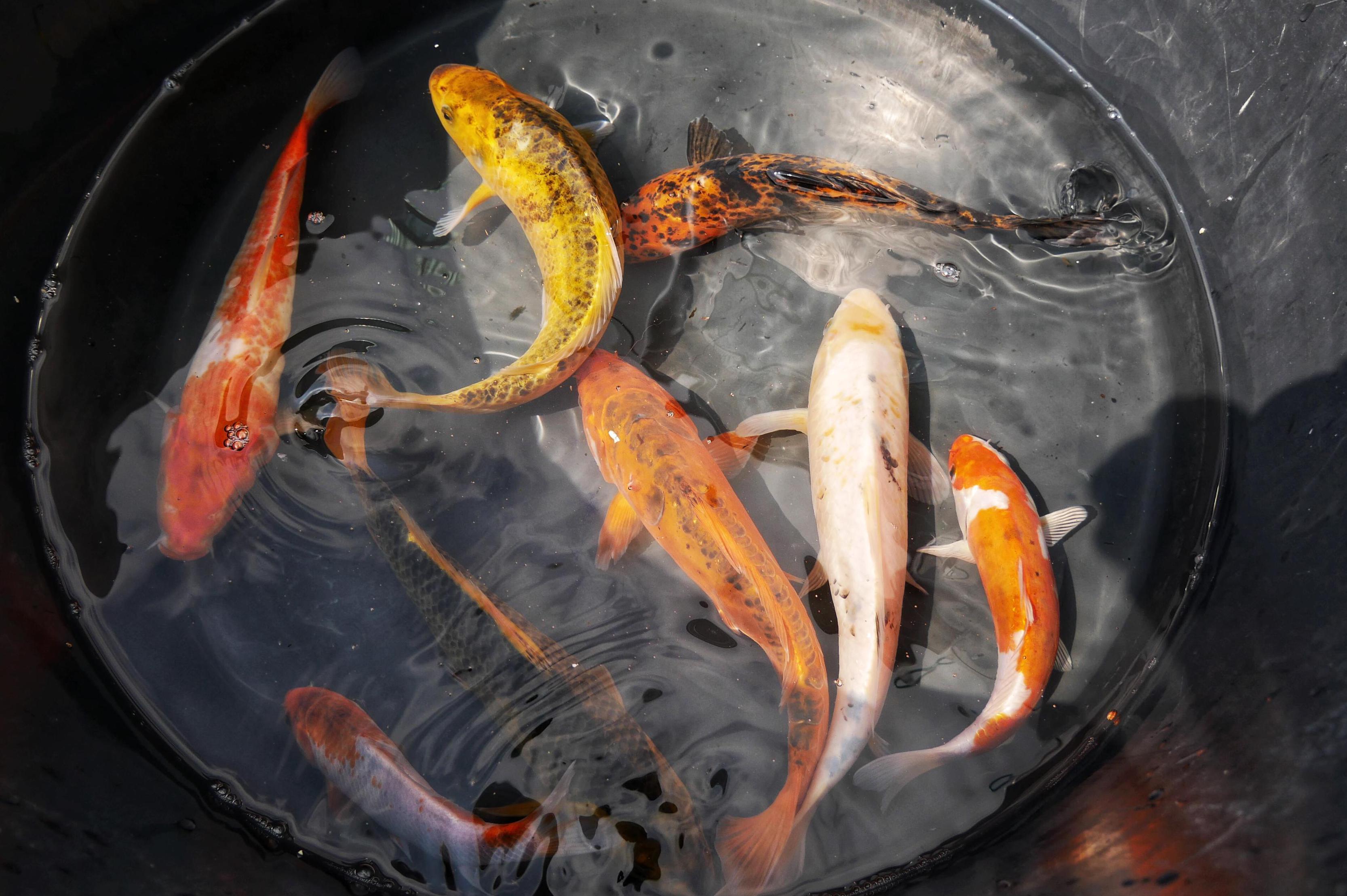 Aquaponická farma Novák