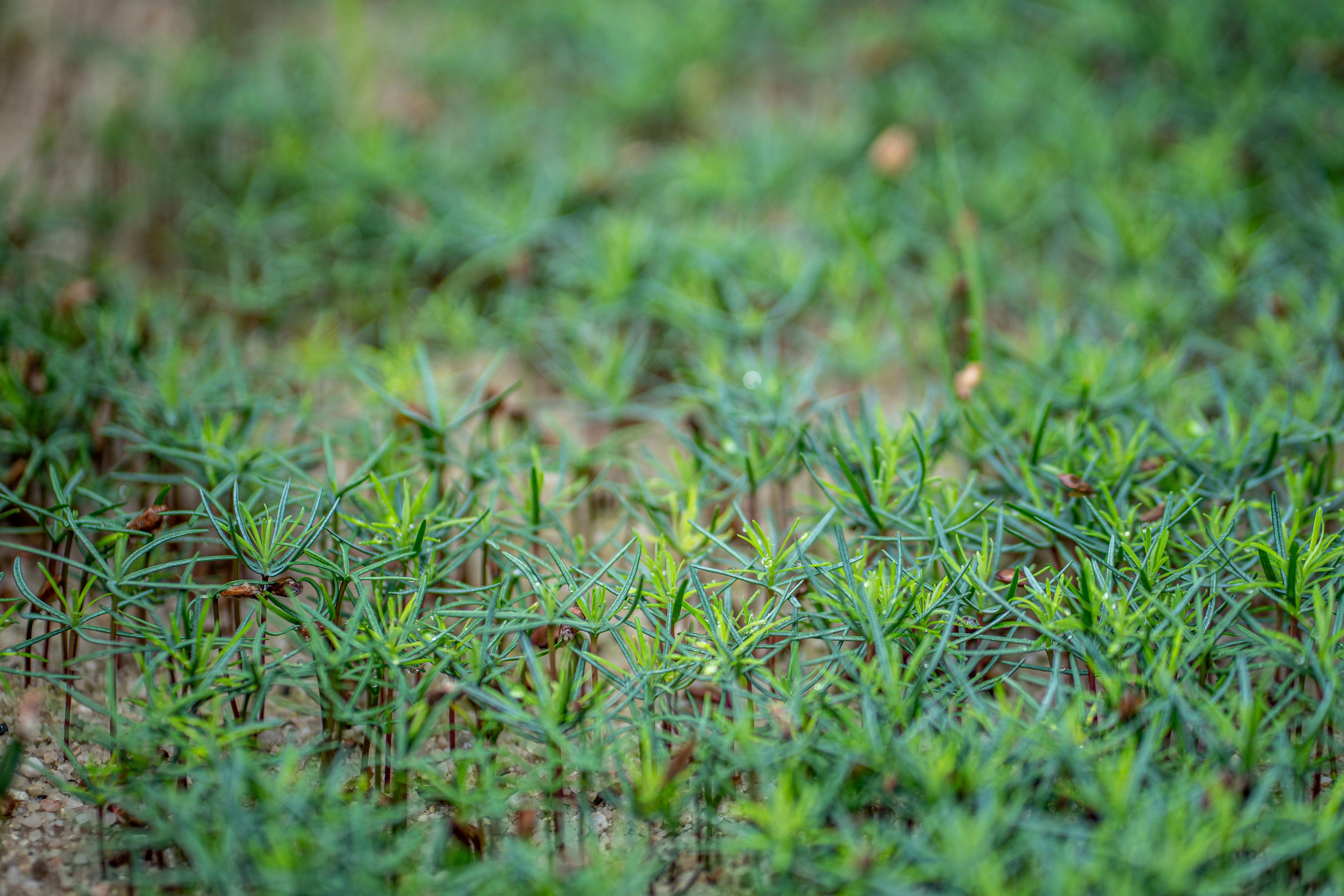 Lesní školkařství Kouba