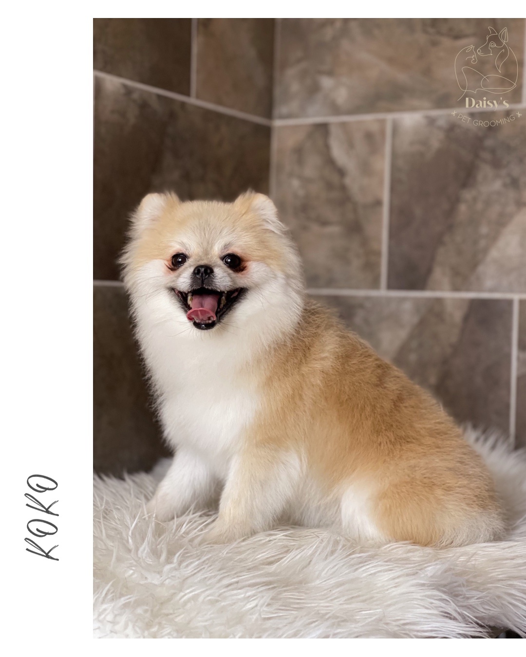 Daisy’s pet grooming foto 6