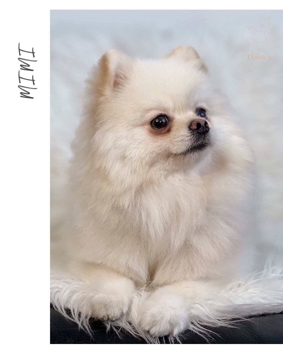 Daisy’s pet grooming foto 3