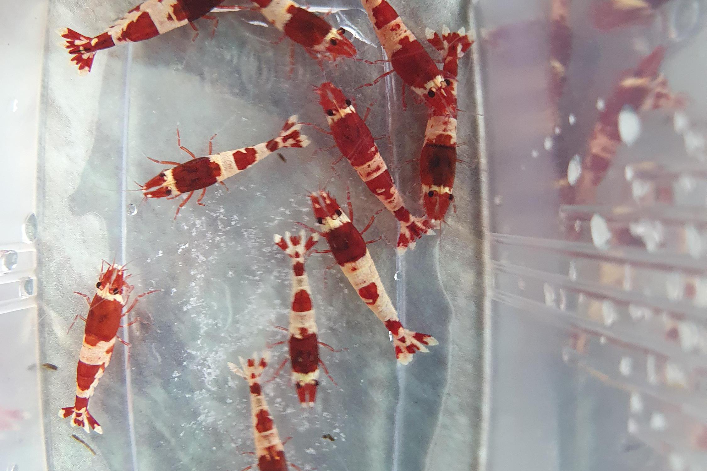 Aquarium MiDa Schober