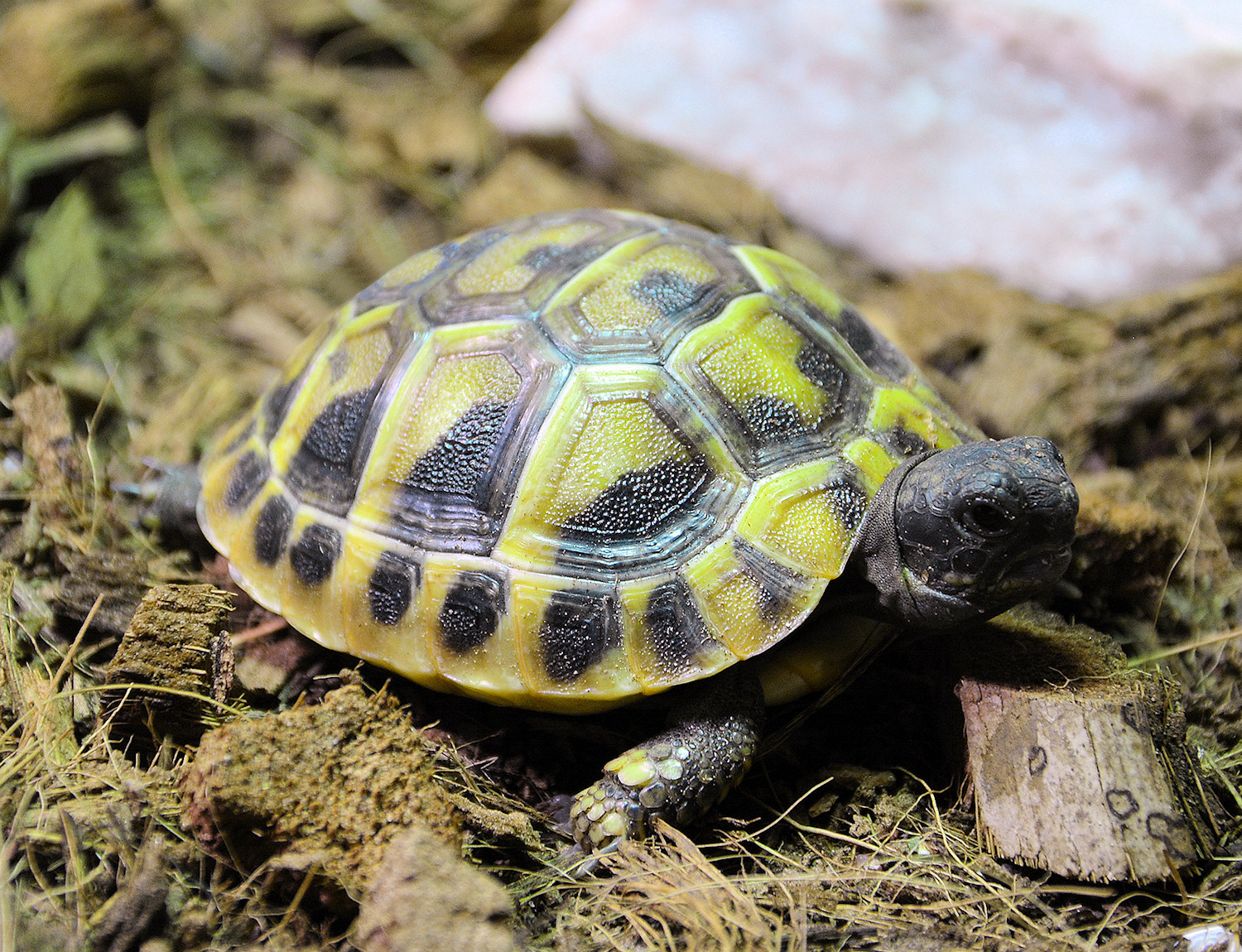 Tortoises foto 4