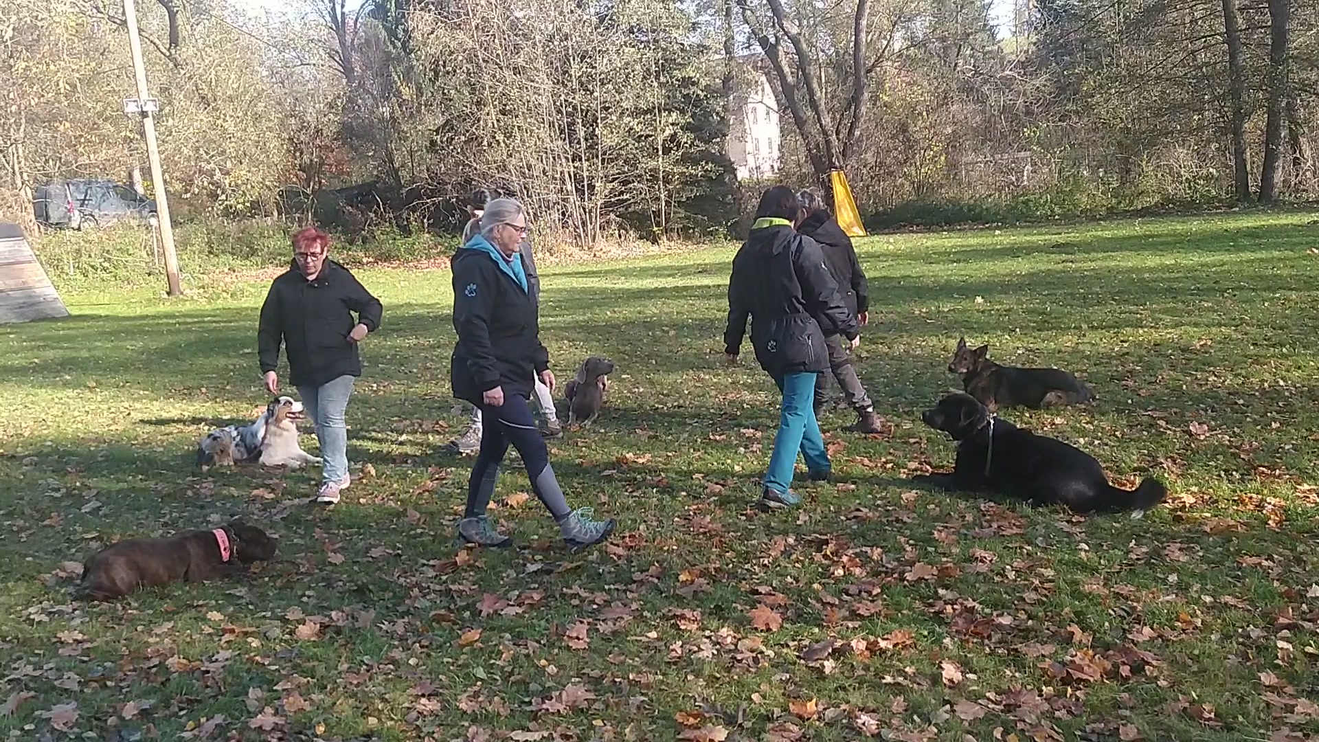 Psí škola Dopey foto 2 (náhled videa)