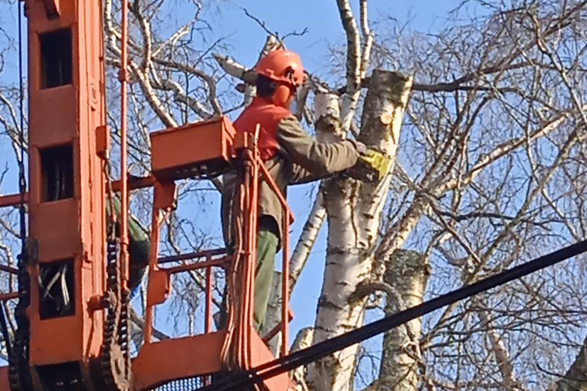 Zahradnické služby Rhizo foto 1