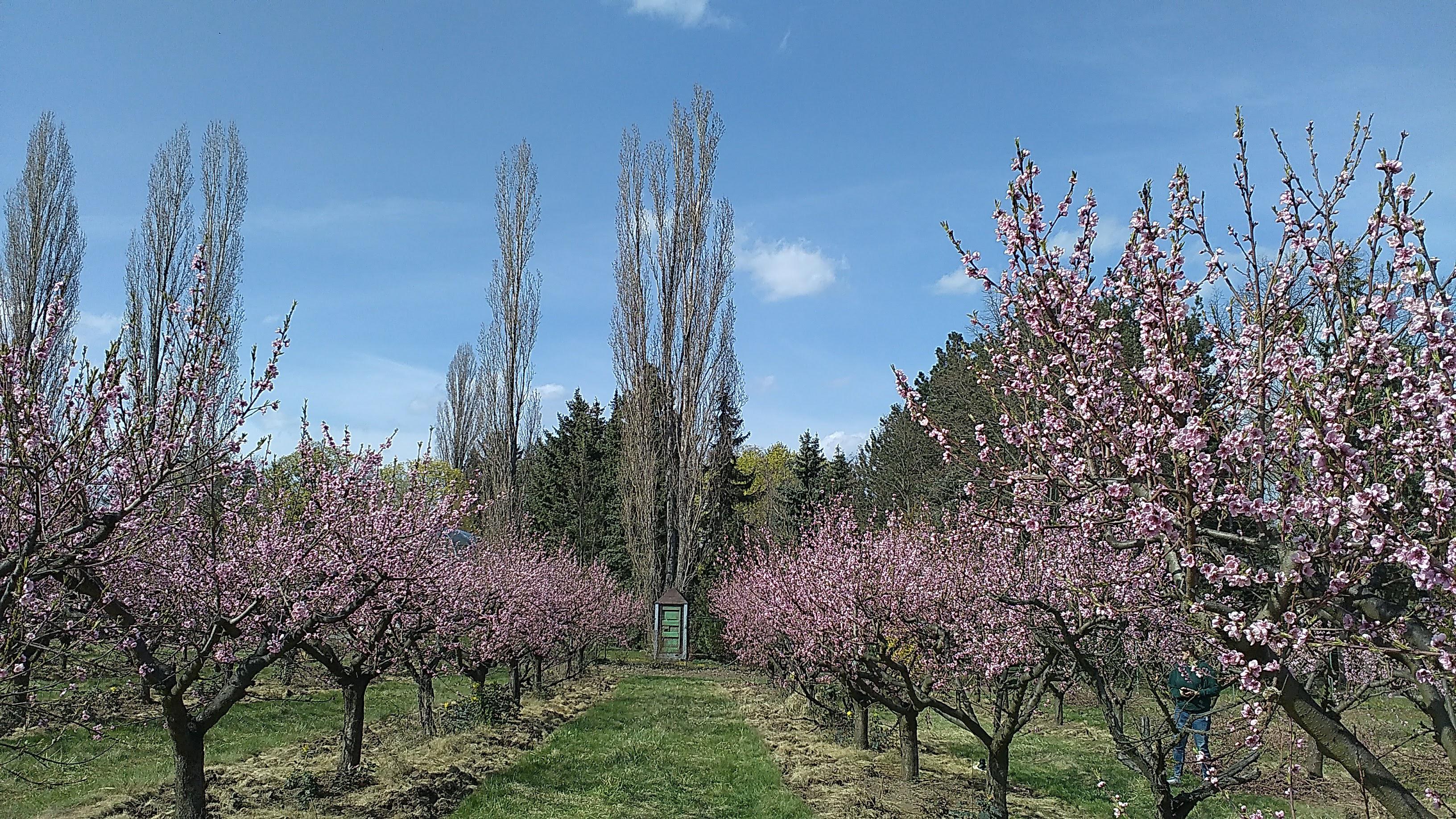 SADY STARÝ LÍSKOVEC foto 5