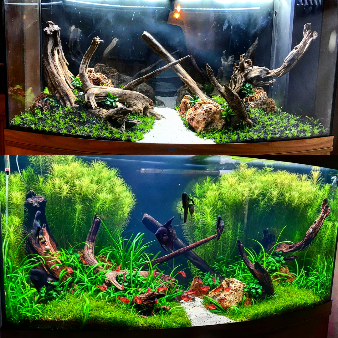 Aquascaping4you - Josef Kapal foto 2