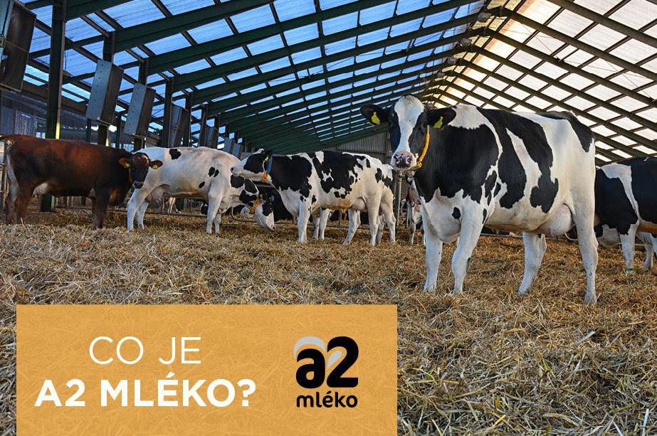 Certifikované A2 mléko a výrobky z něj