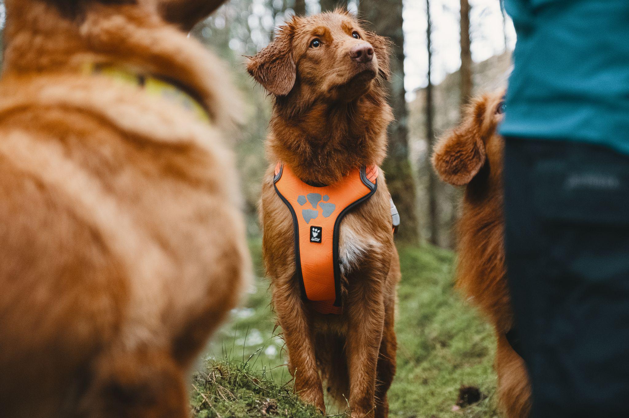 Chovatelské potřeby pro miláčky