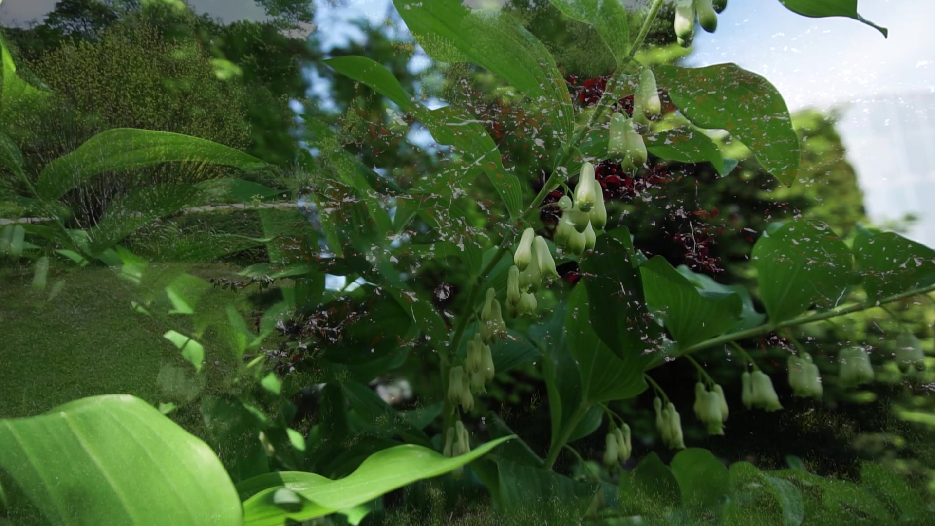 Botanická zahrada Teplice foto 2 (náhled videa)