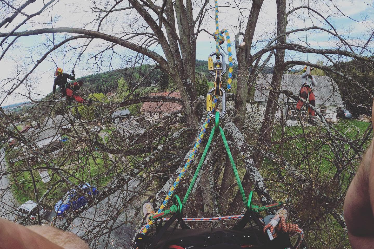 Rizikové kácení stromů - Ondřej Hodný