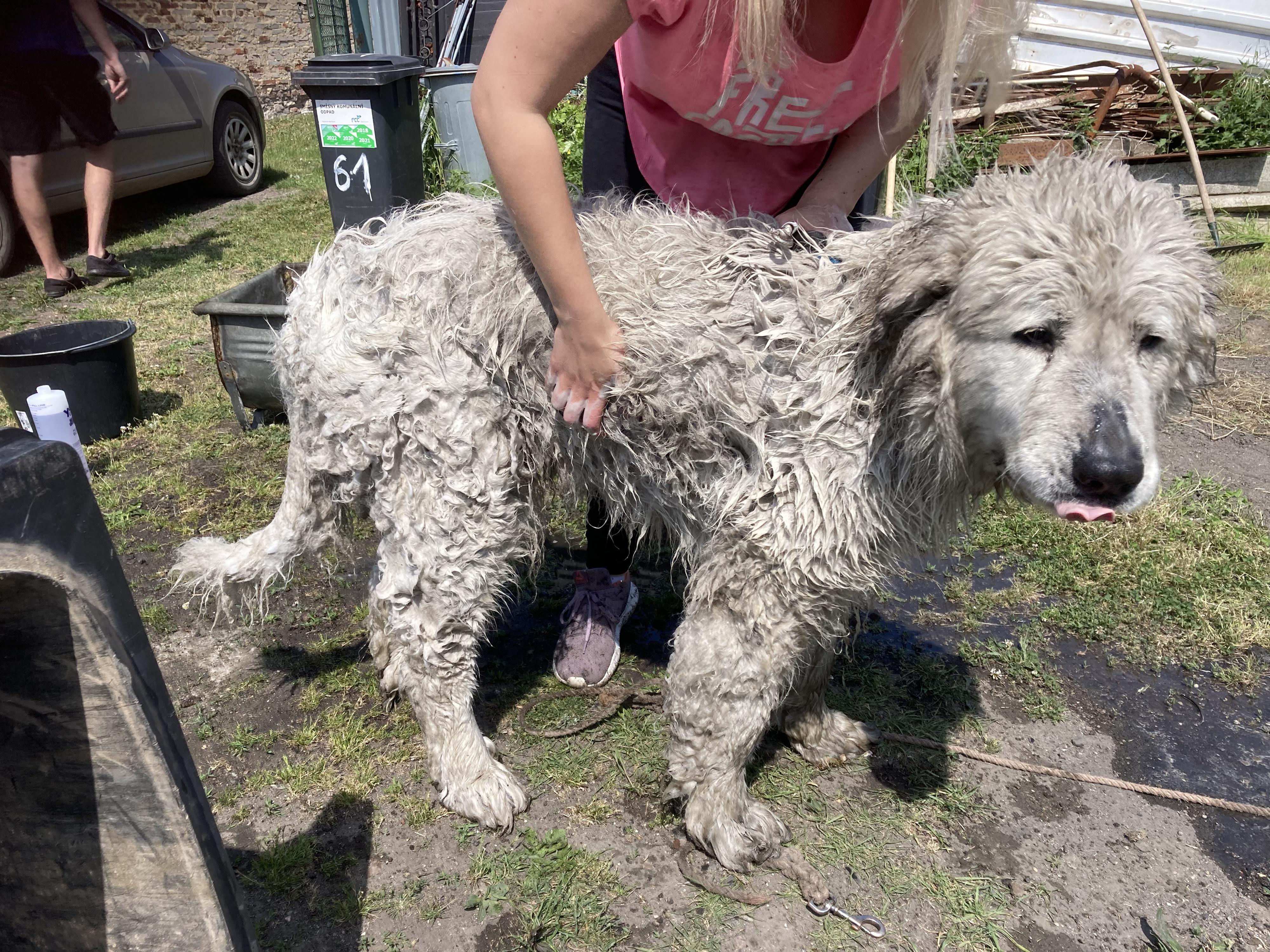 Mobilní psí salón Happy Tail foto 2