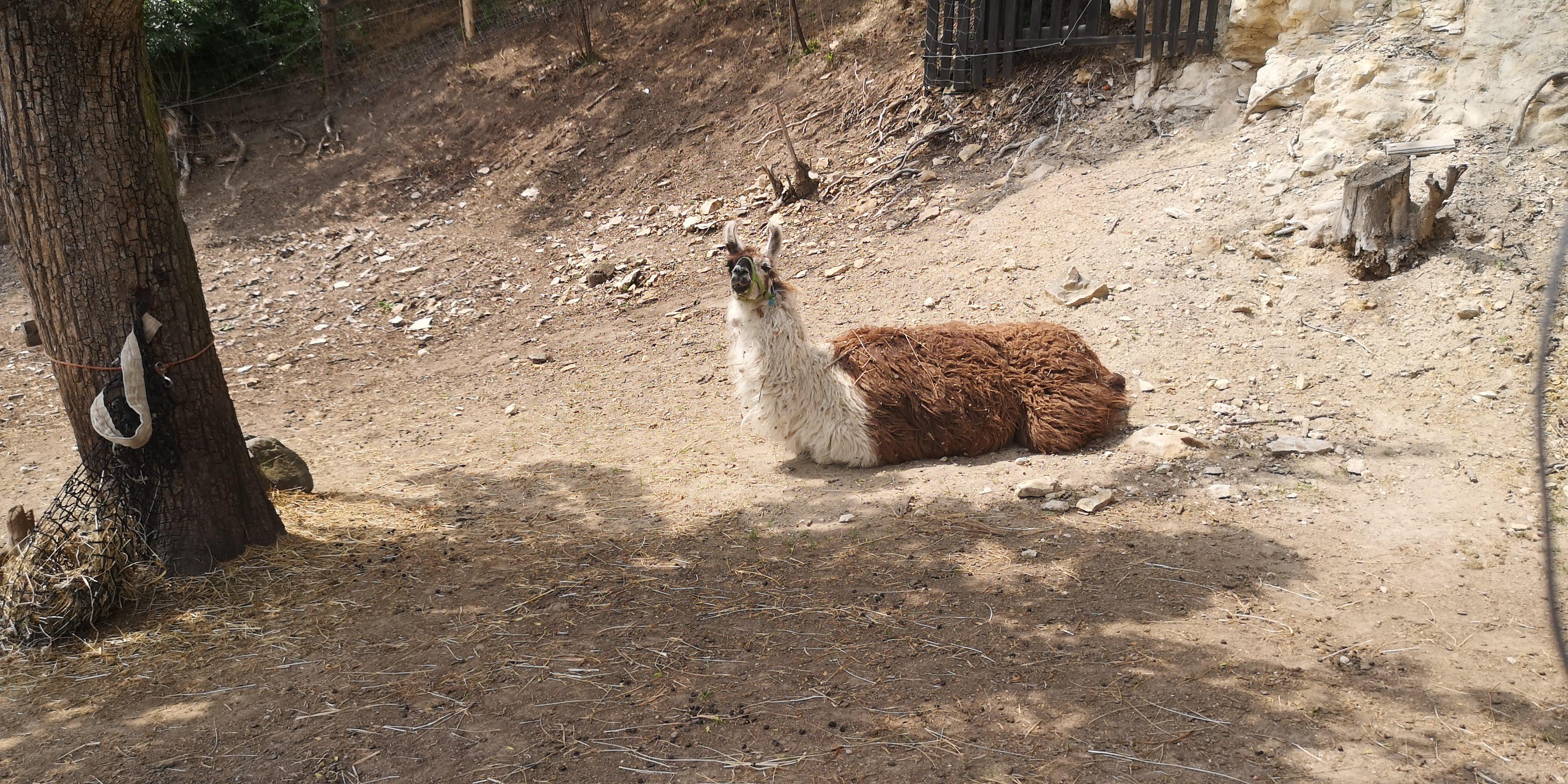 Ranč pod Skálou Třebívlice, z.s. foto 4