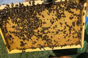 Včelařství Boturovi