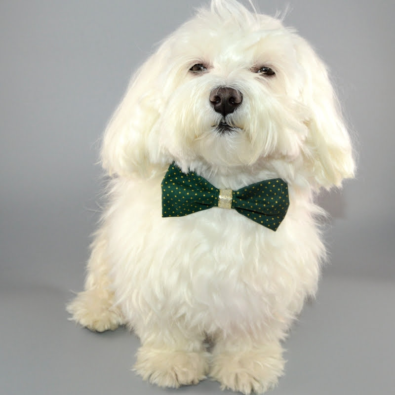 Meggie - Oblečky pro malé pejsky foto 3