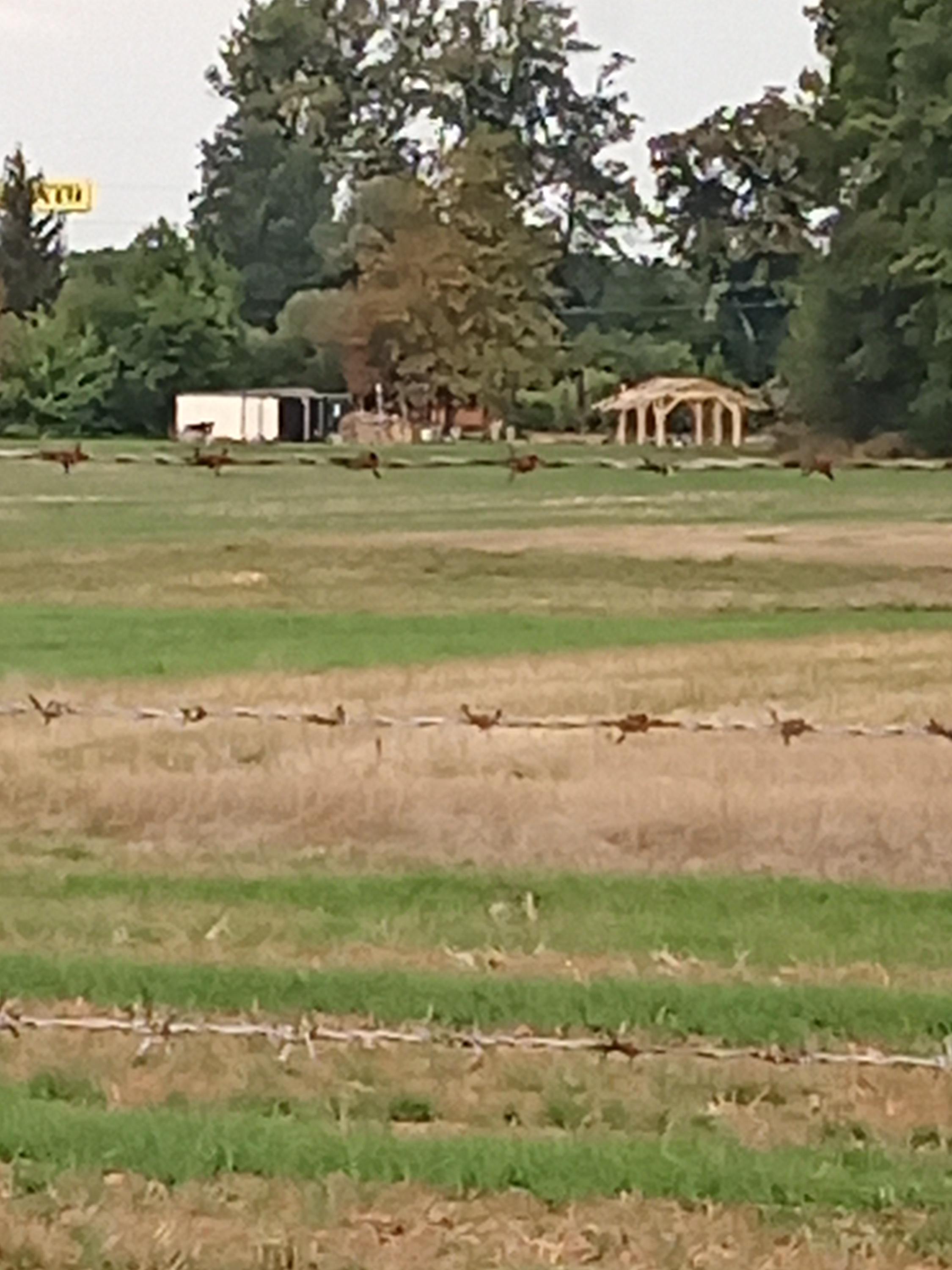 Čerpací stanice Zemědělské družstvo Nechanice foto 2