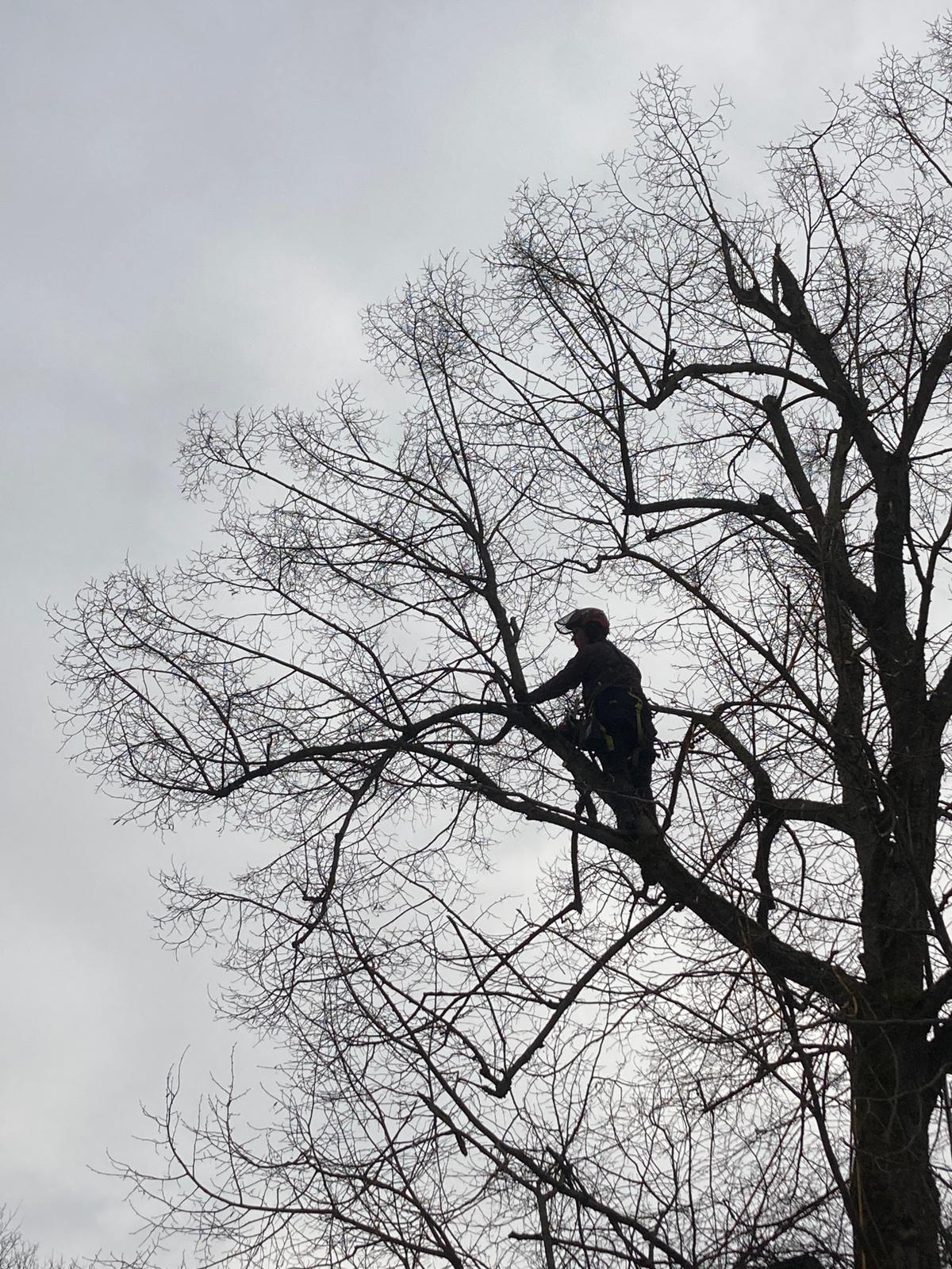 NaStromy - Odborná péče o dřeviny foto 2