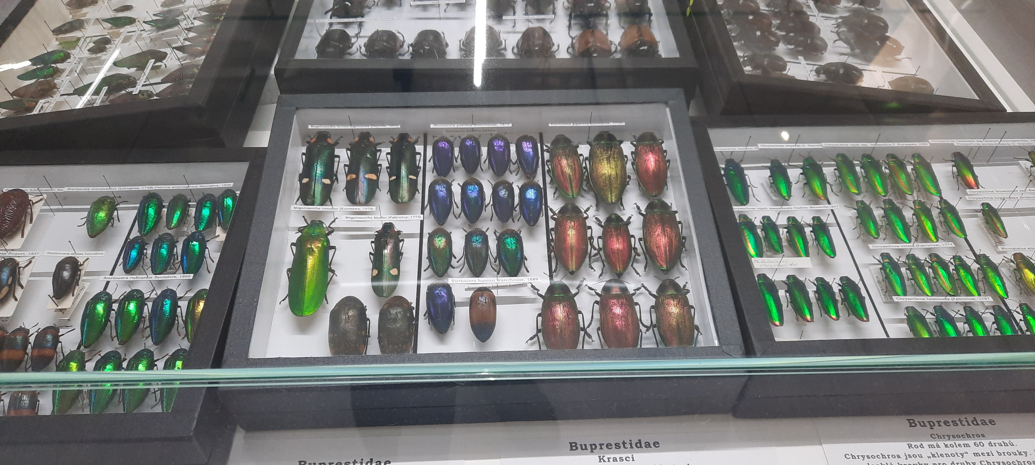 Muzeum motýlů a brouků Hlinsko foto 3