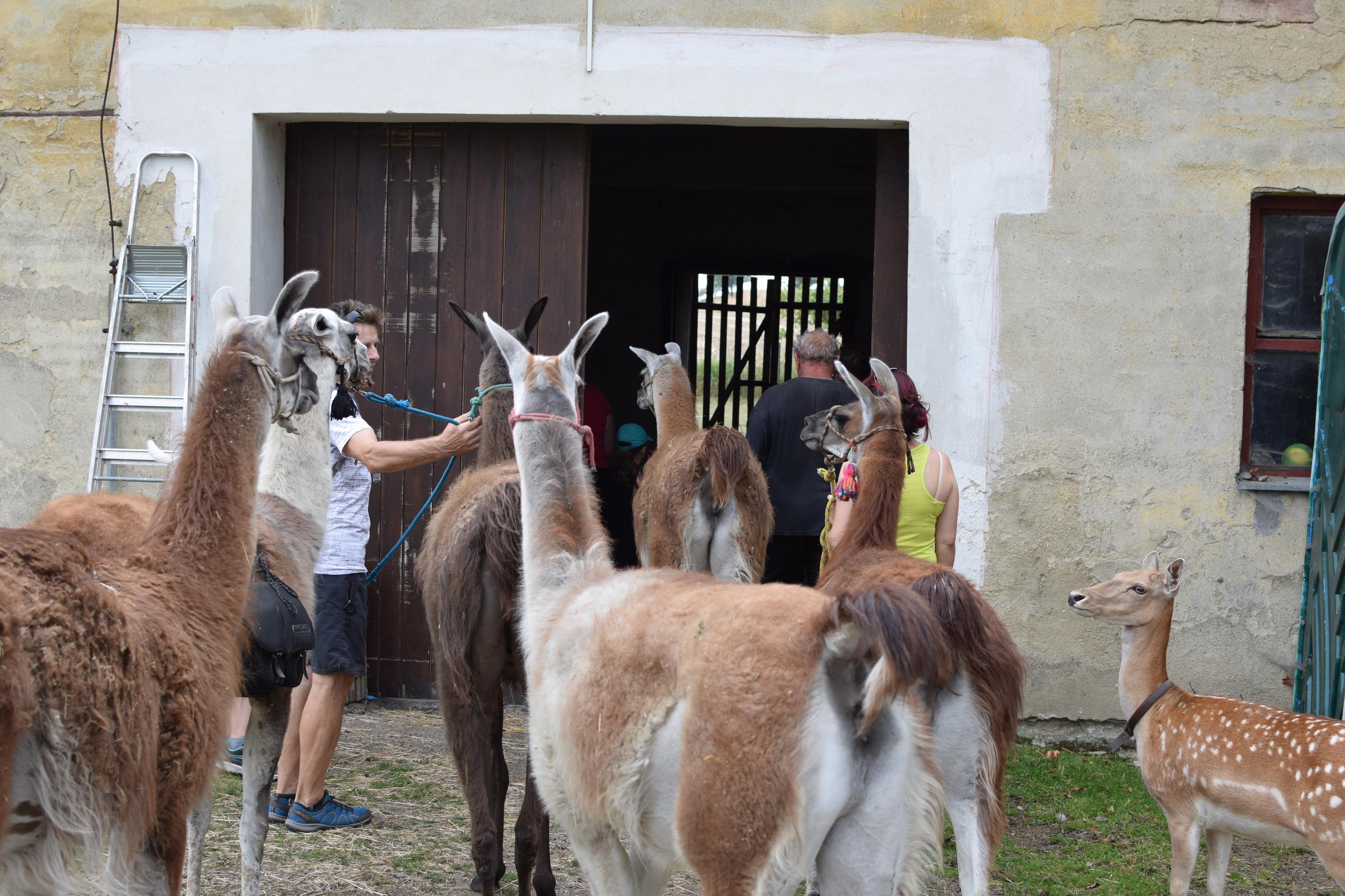 FARMA U LAMÁKA foto 3