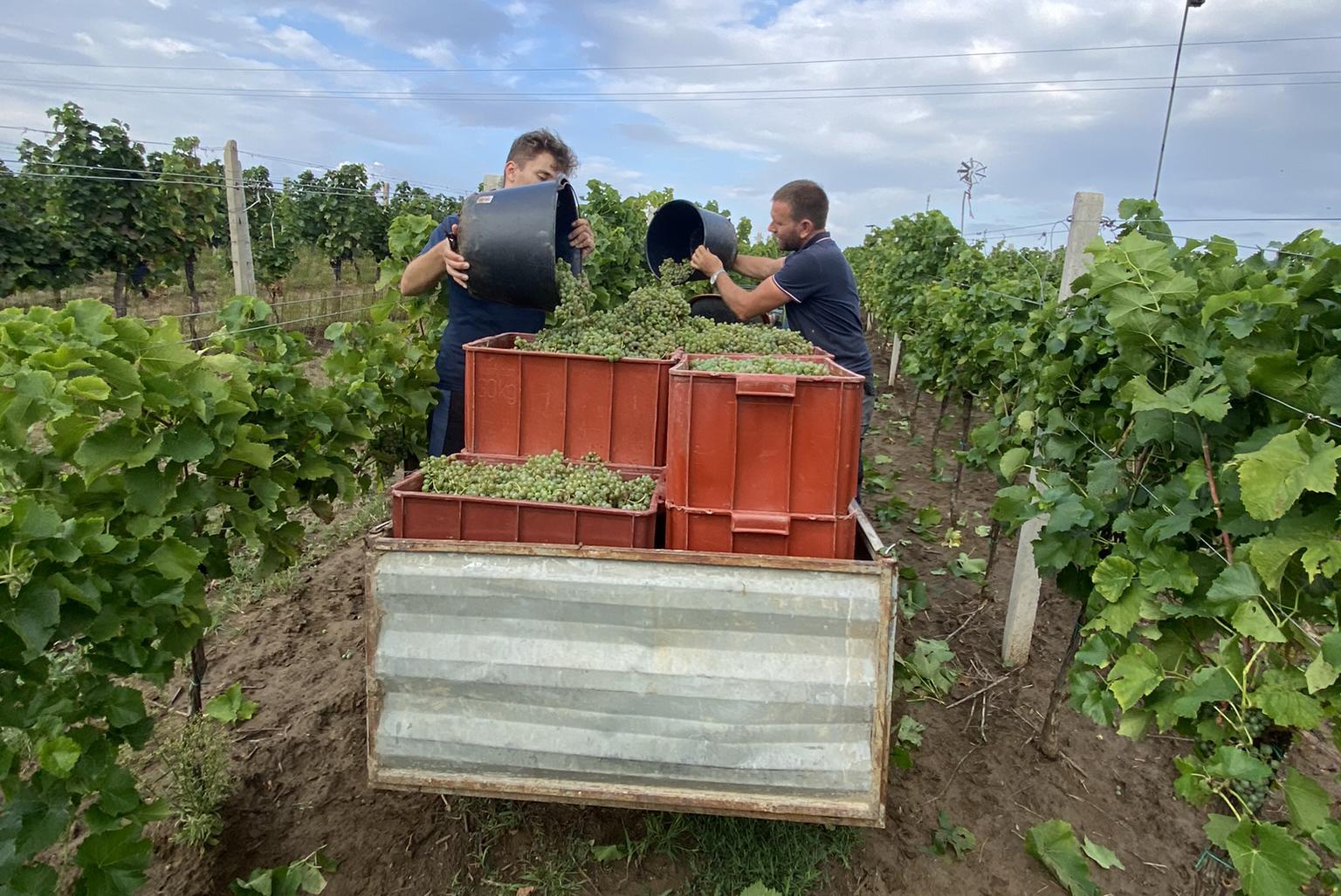 Vinařství Příroda