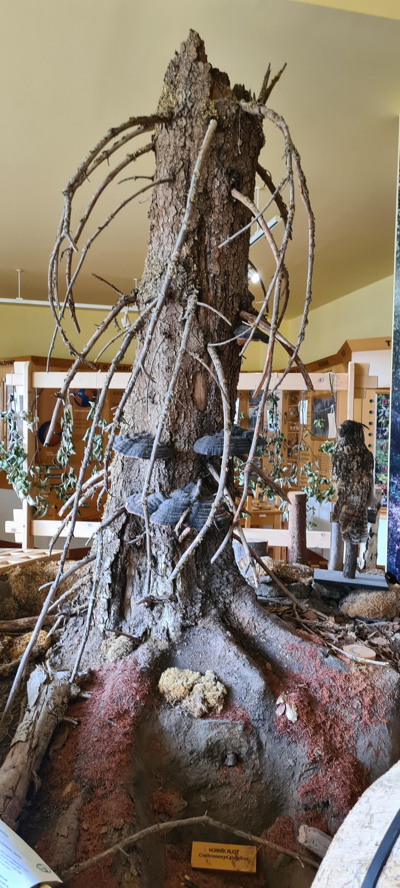 Informační středisko Kašperské Hory foto 4