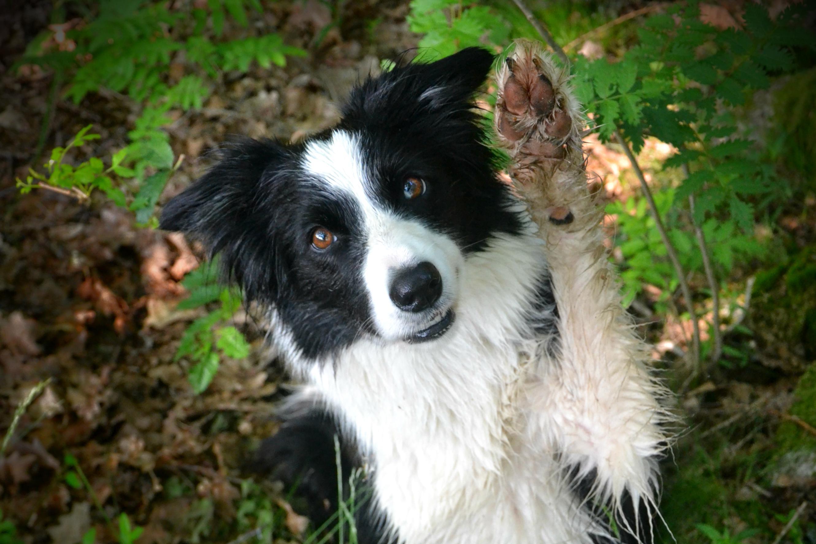 Fyzioterapie psů Zuzana Soukupová