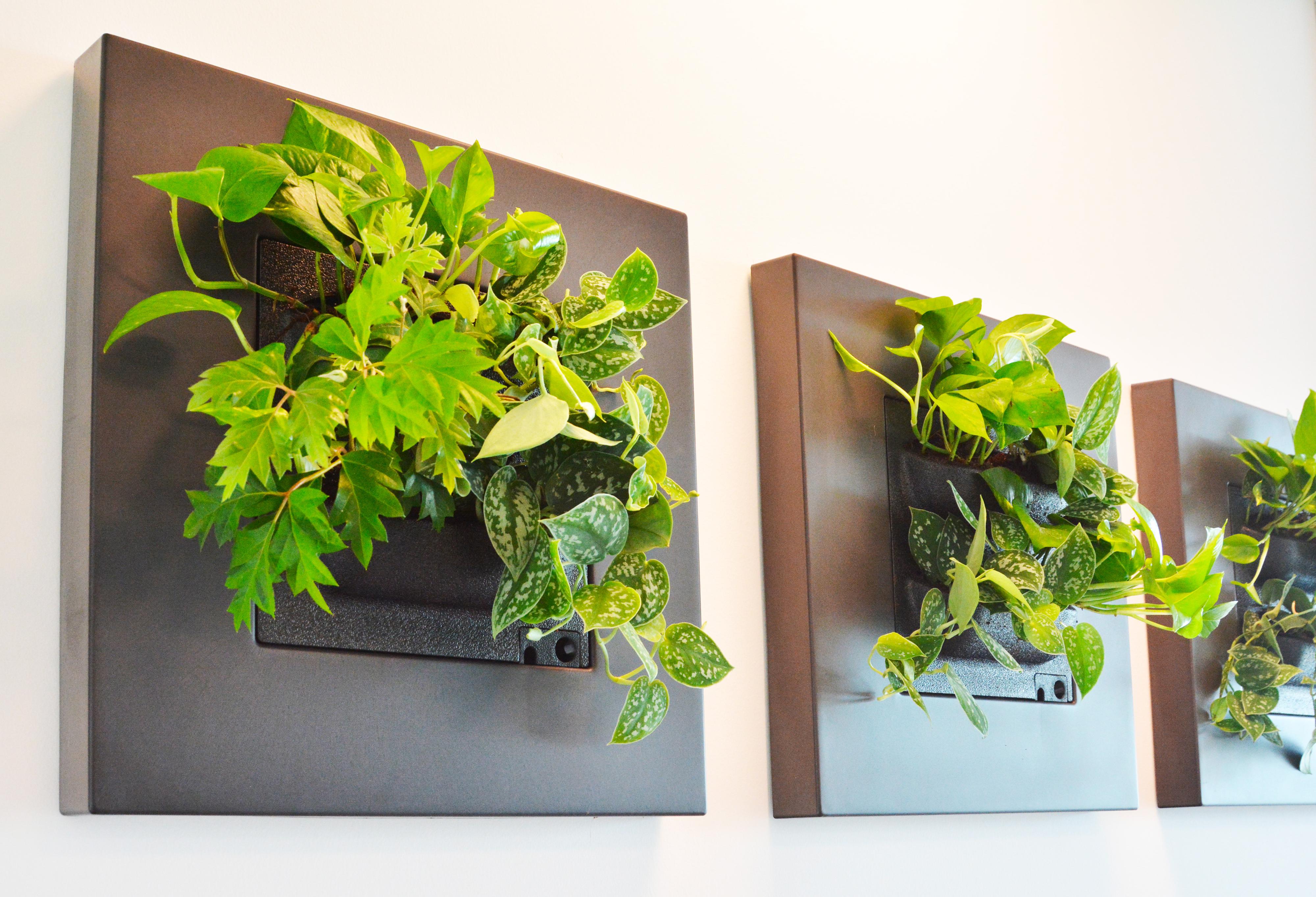 MY PLANT s.r.o. foto 4