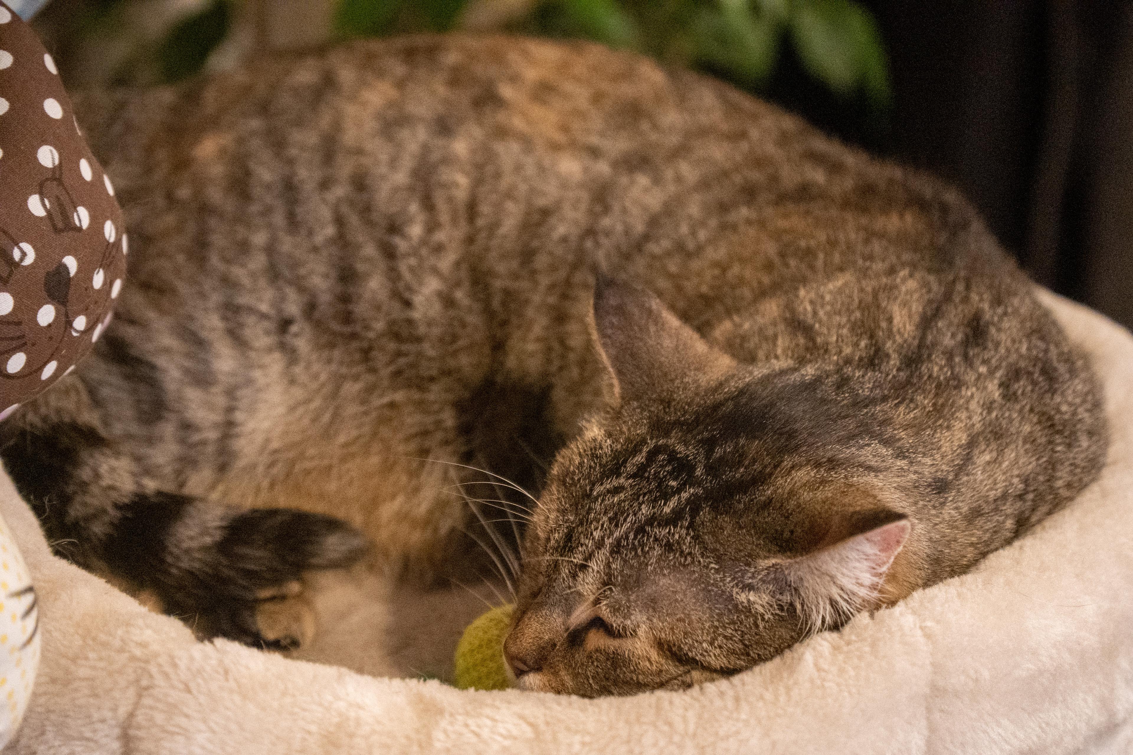 Kočičí kavárna foto 6