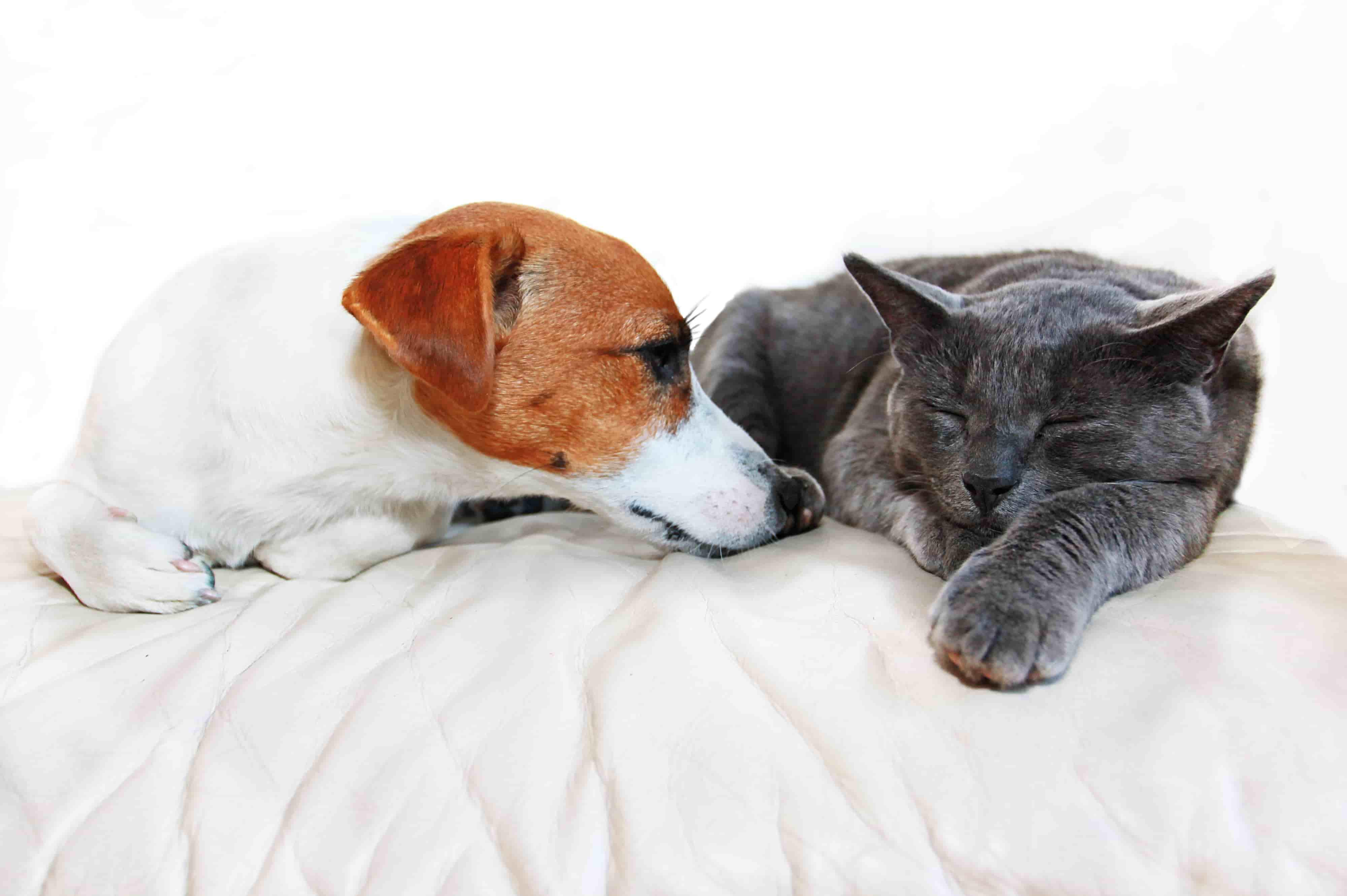 Veterinář domů Brno +VET plusvet.cz