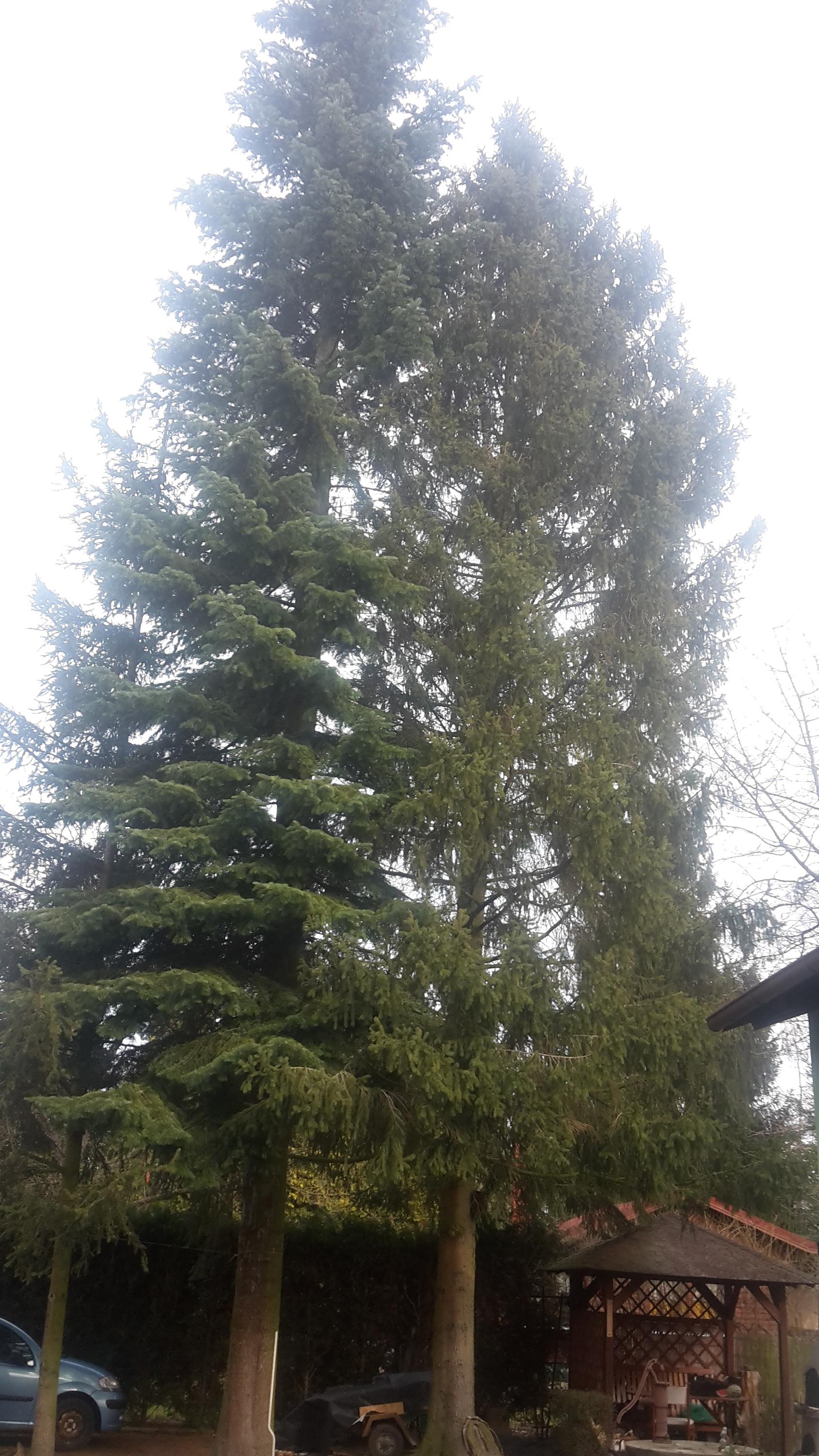 Arboristika J&J foto 6