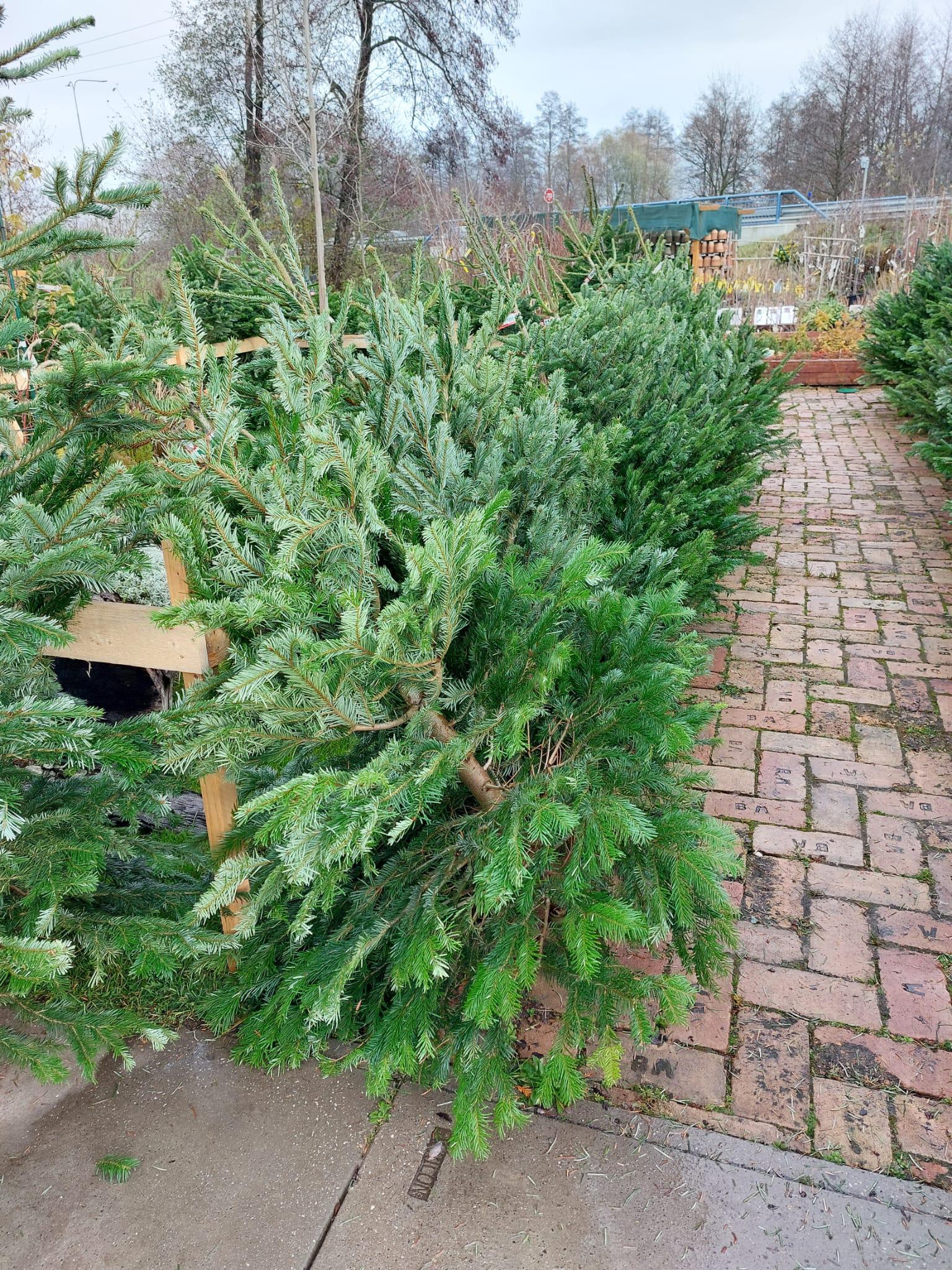 Naše kytky s.r.o. foto 1