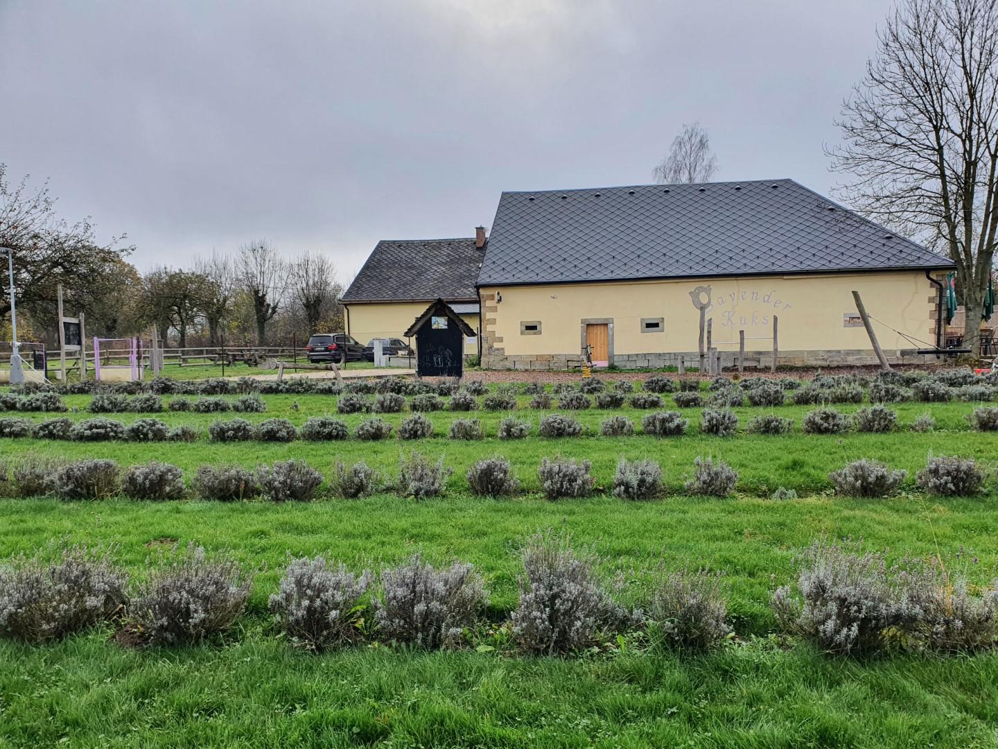 Lavender Kuks foto 3