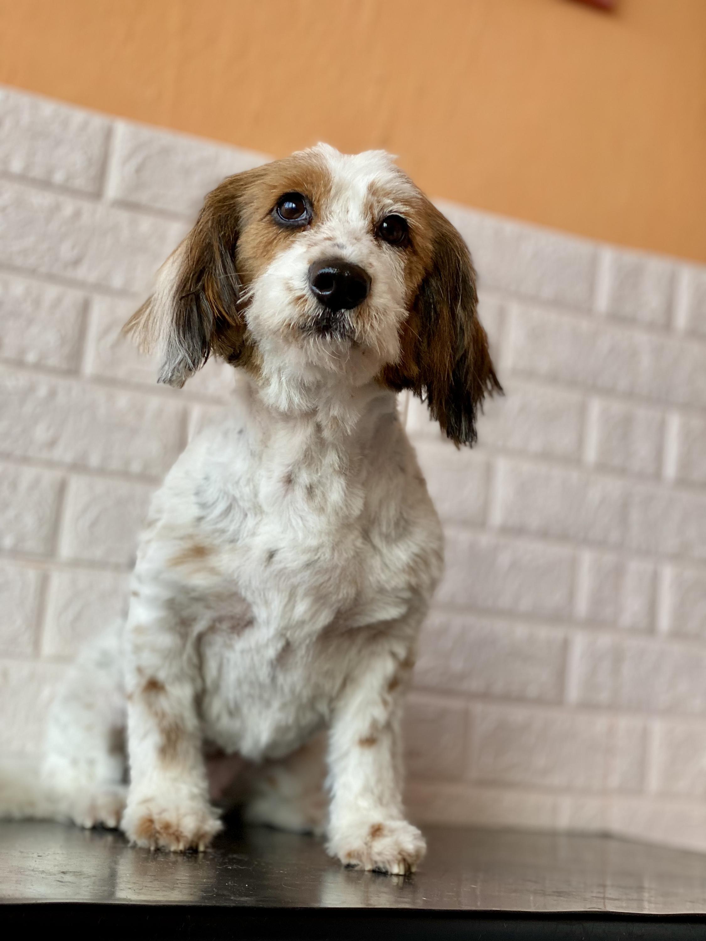 Psí Salon Morgen foto 3