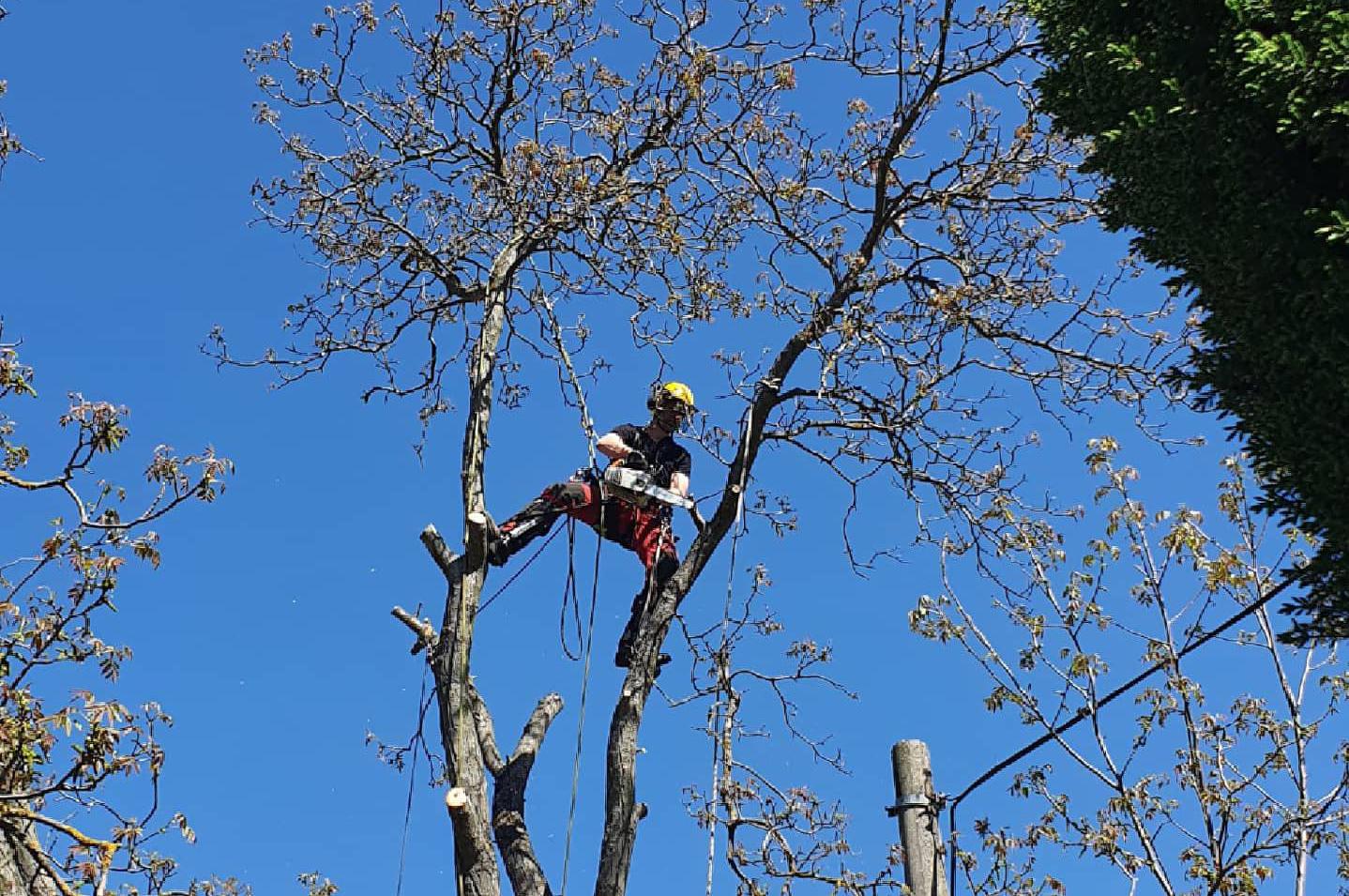 Zdravotní a bezpečnostní řez stromů
