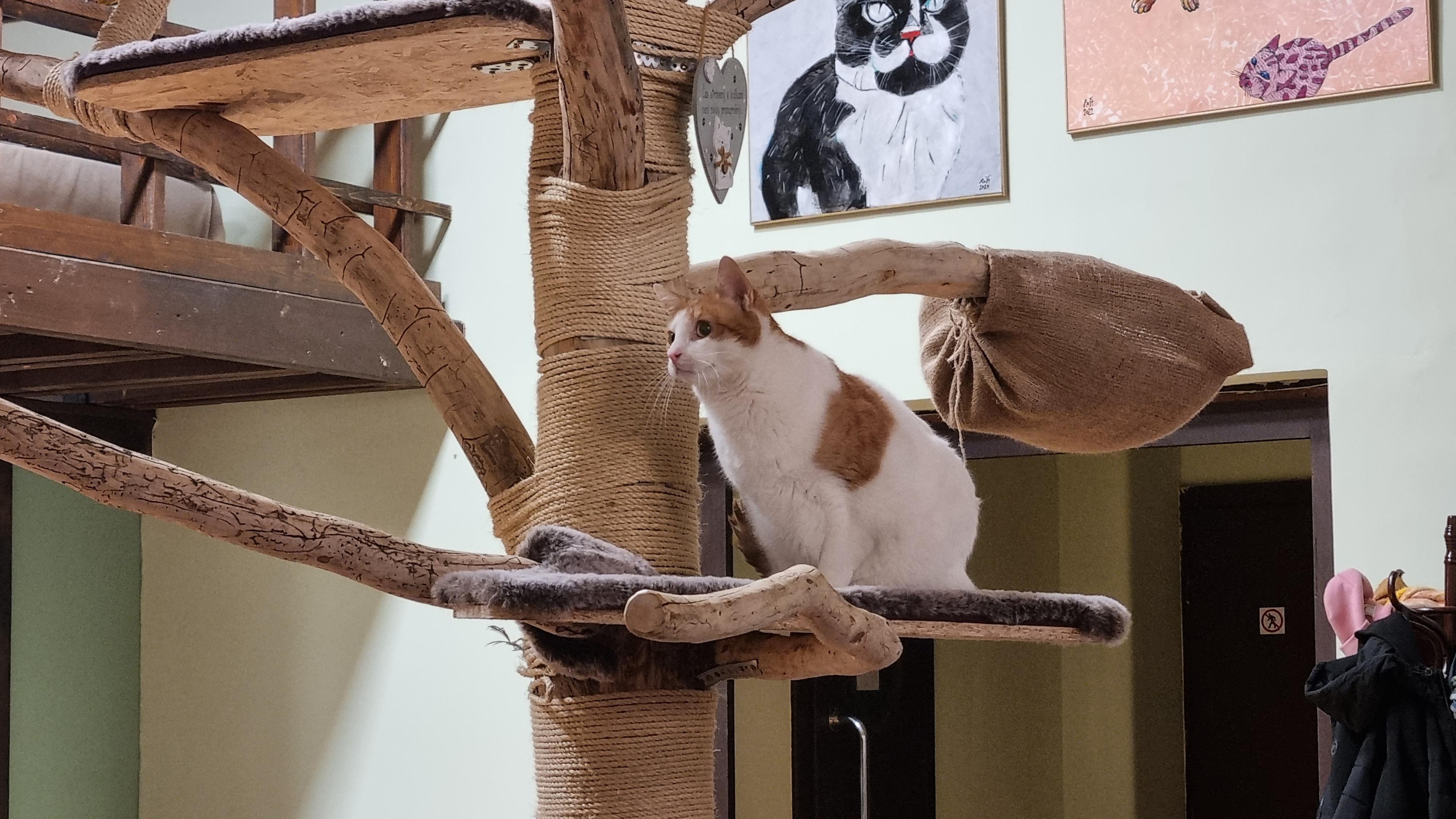Kočkafé Schrödinger foto 6