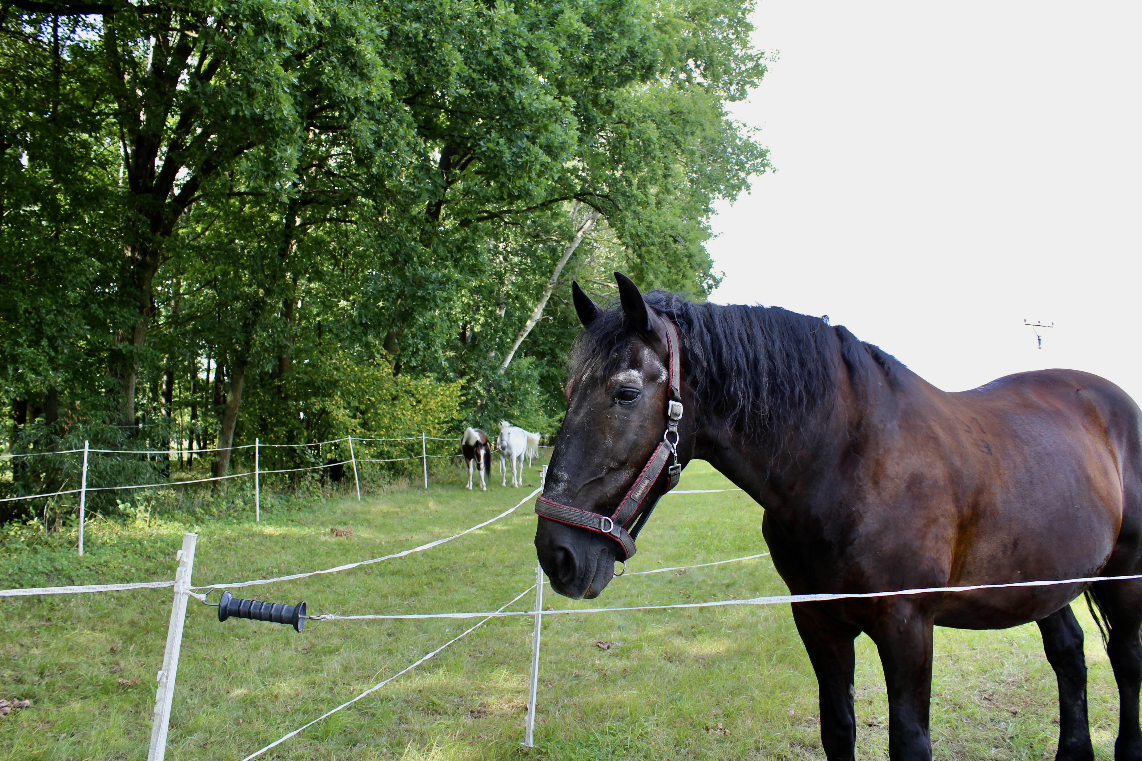 Penzion Vojtíšek foto 4