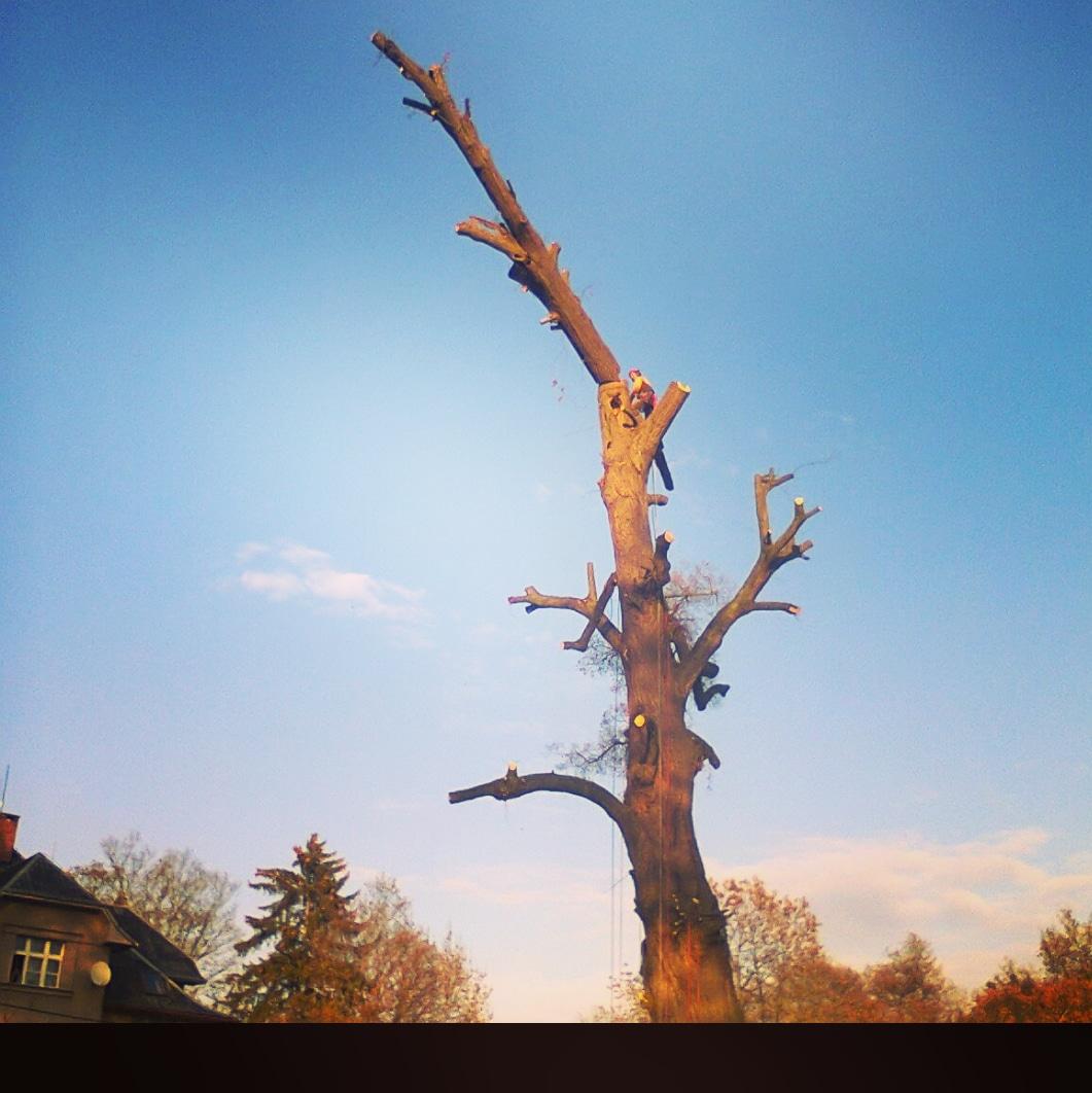 Leoš Havránek - Arboristika foto 4