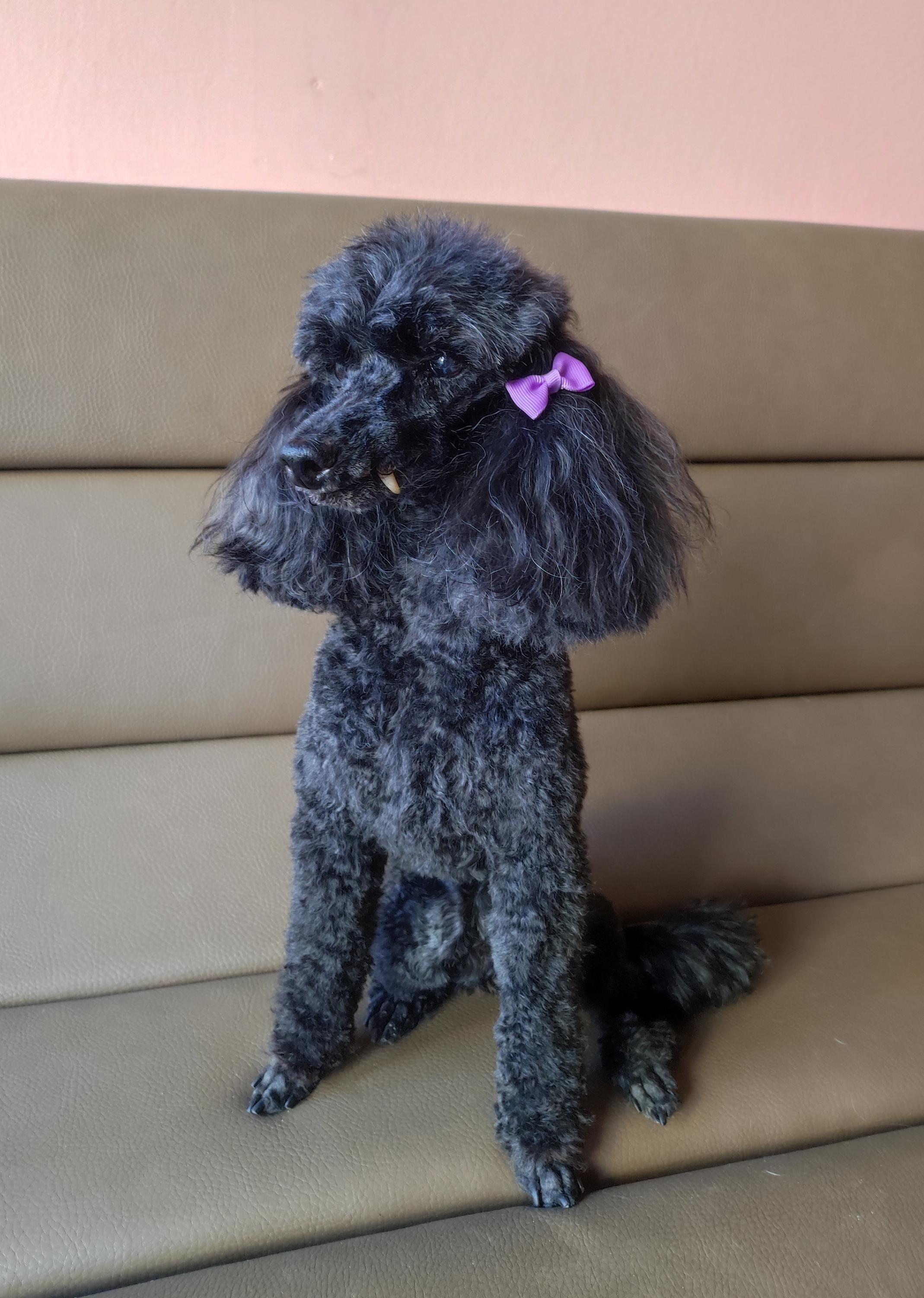 Psí salon - Helena Zajícová foto 3